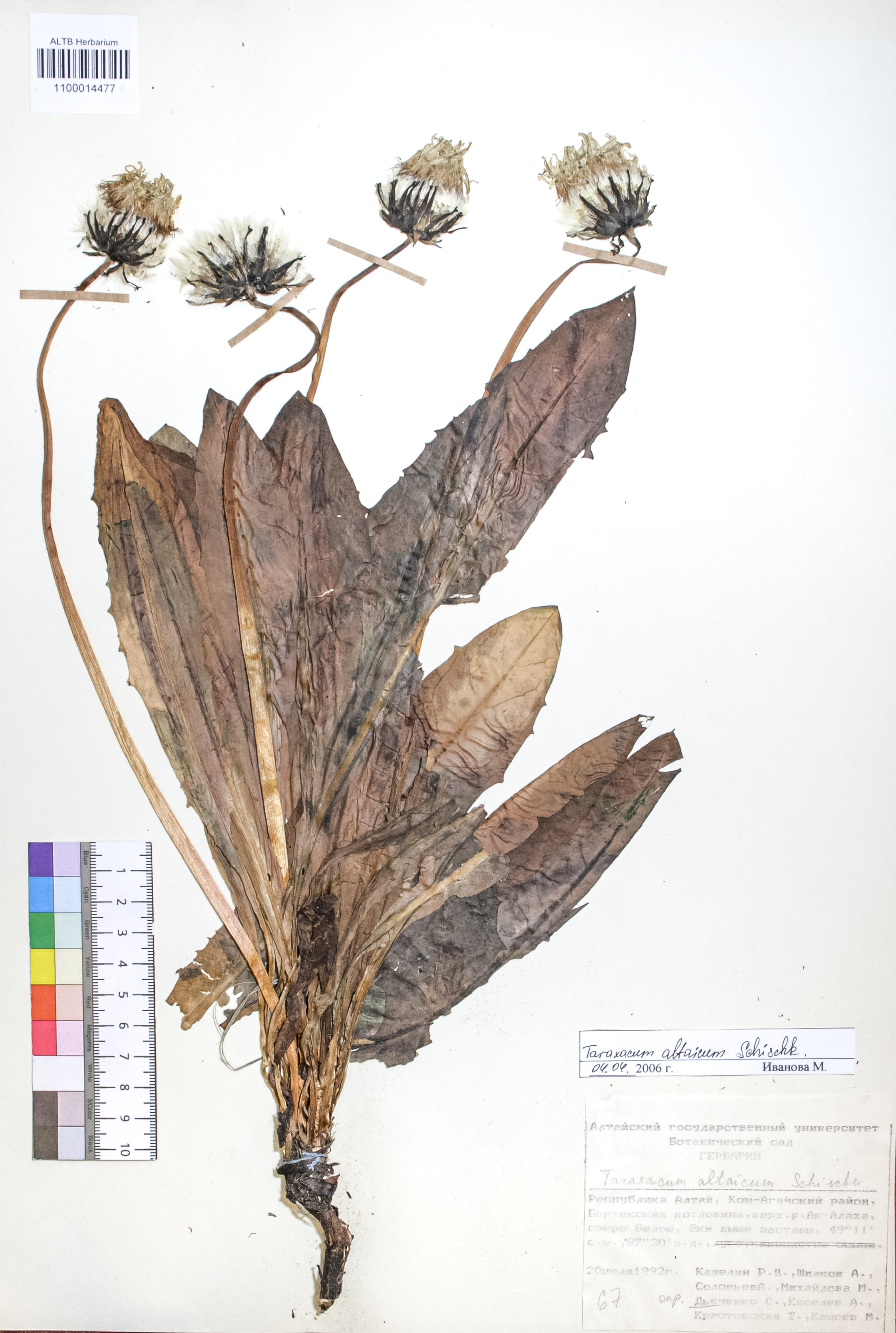 Taraxacum altaicum Schisehk