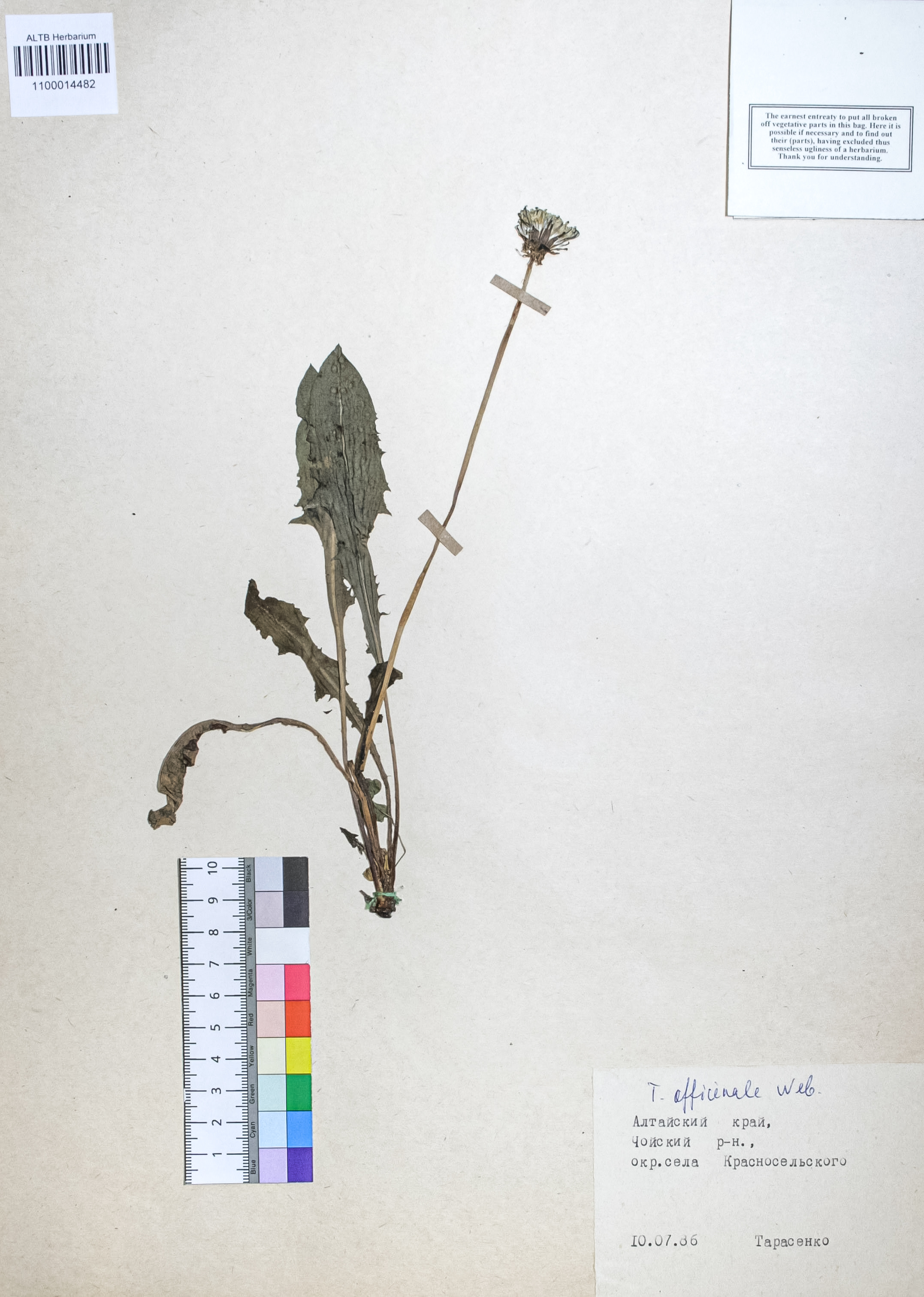 Taraxacum officinale Wigg.