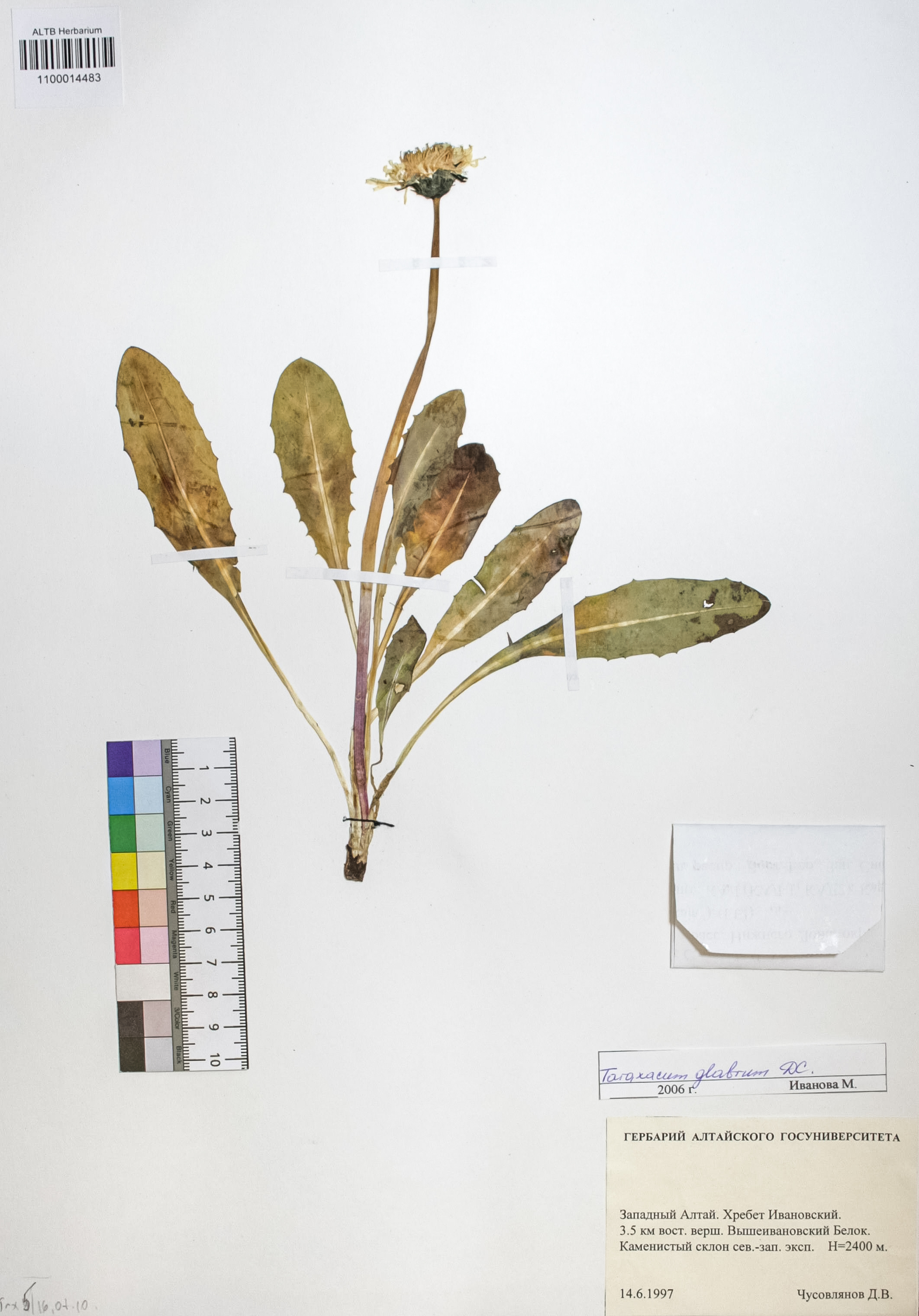 Taraxacum glabrum DC.