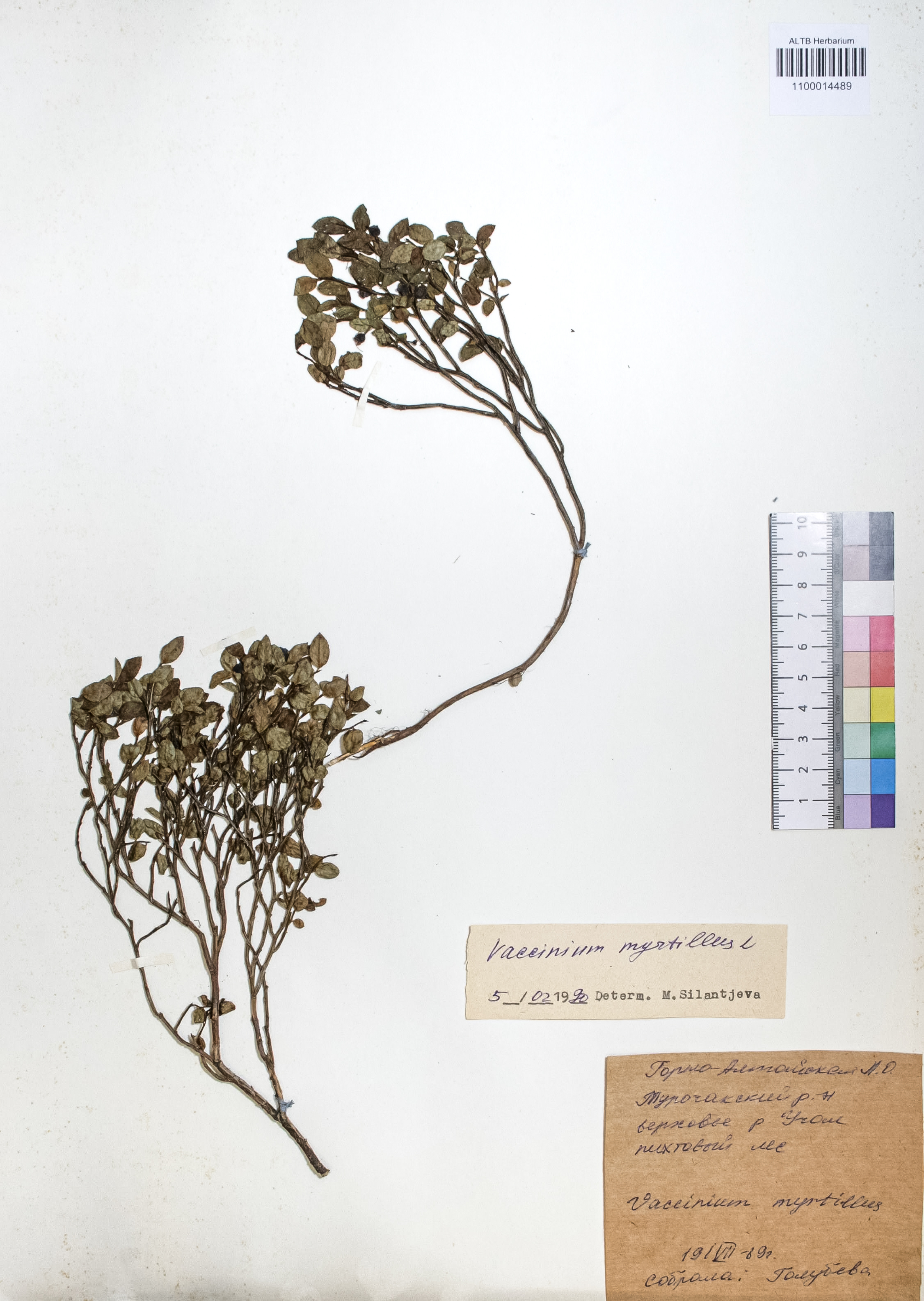 Ericaceae,Vaccinium myrtillus L. Ericaceae,Vaccinium myrtillus L.