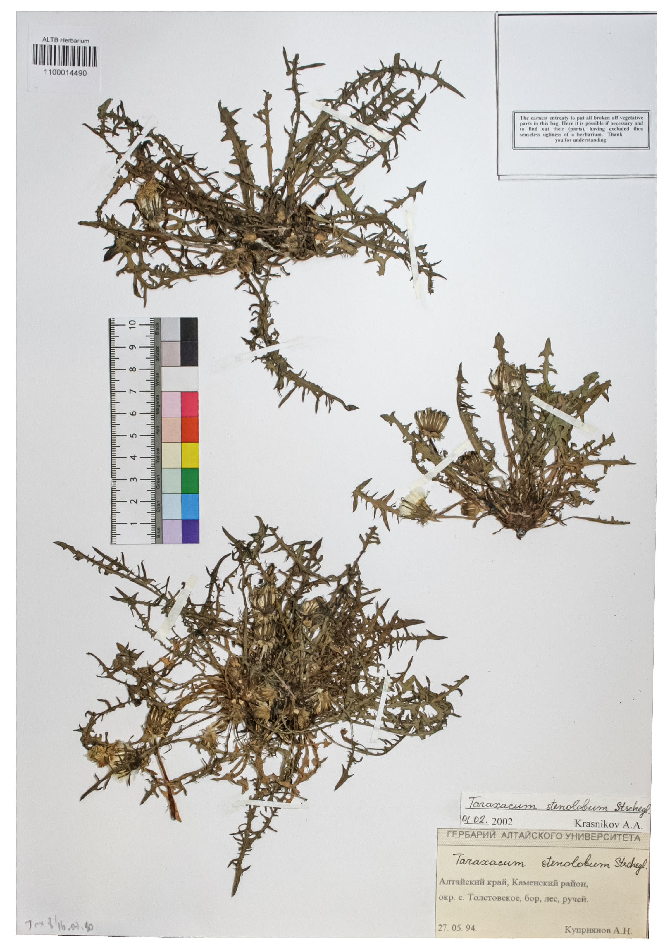 Taraxacum stenolobum Stschegl.
