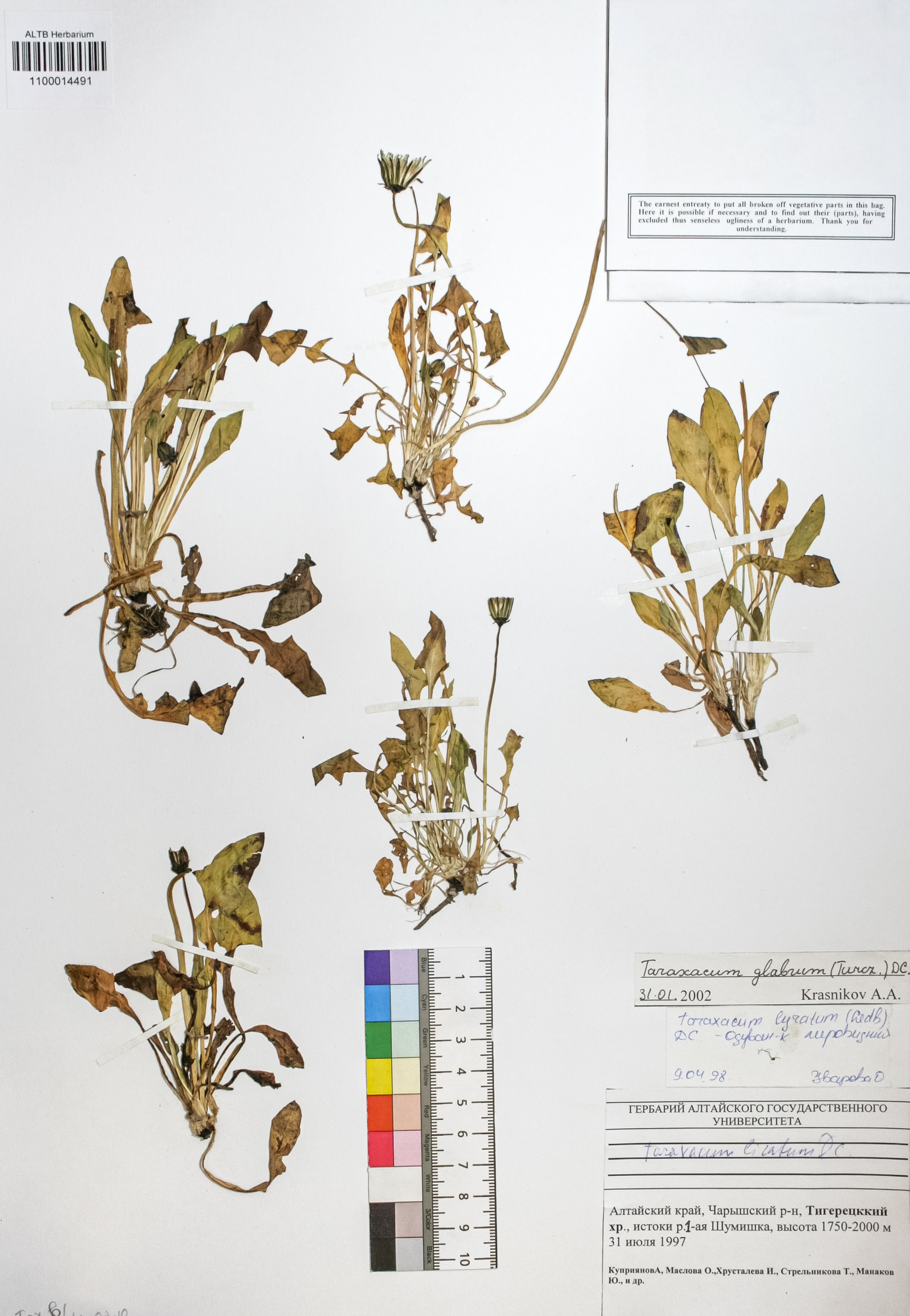 Taraxacum glabrum DC.