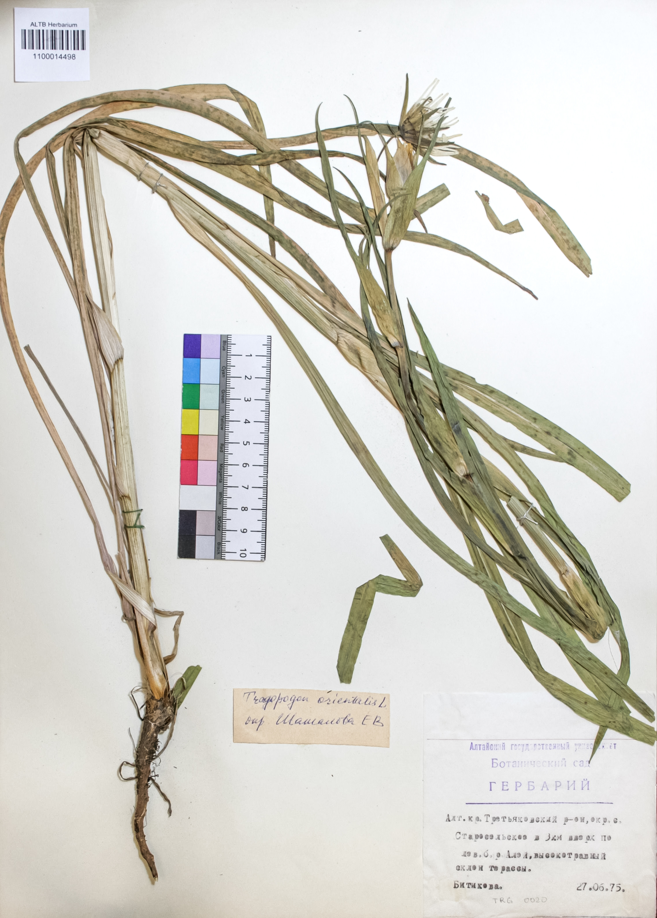 Tragopogon orientalis L.