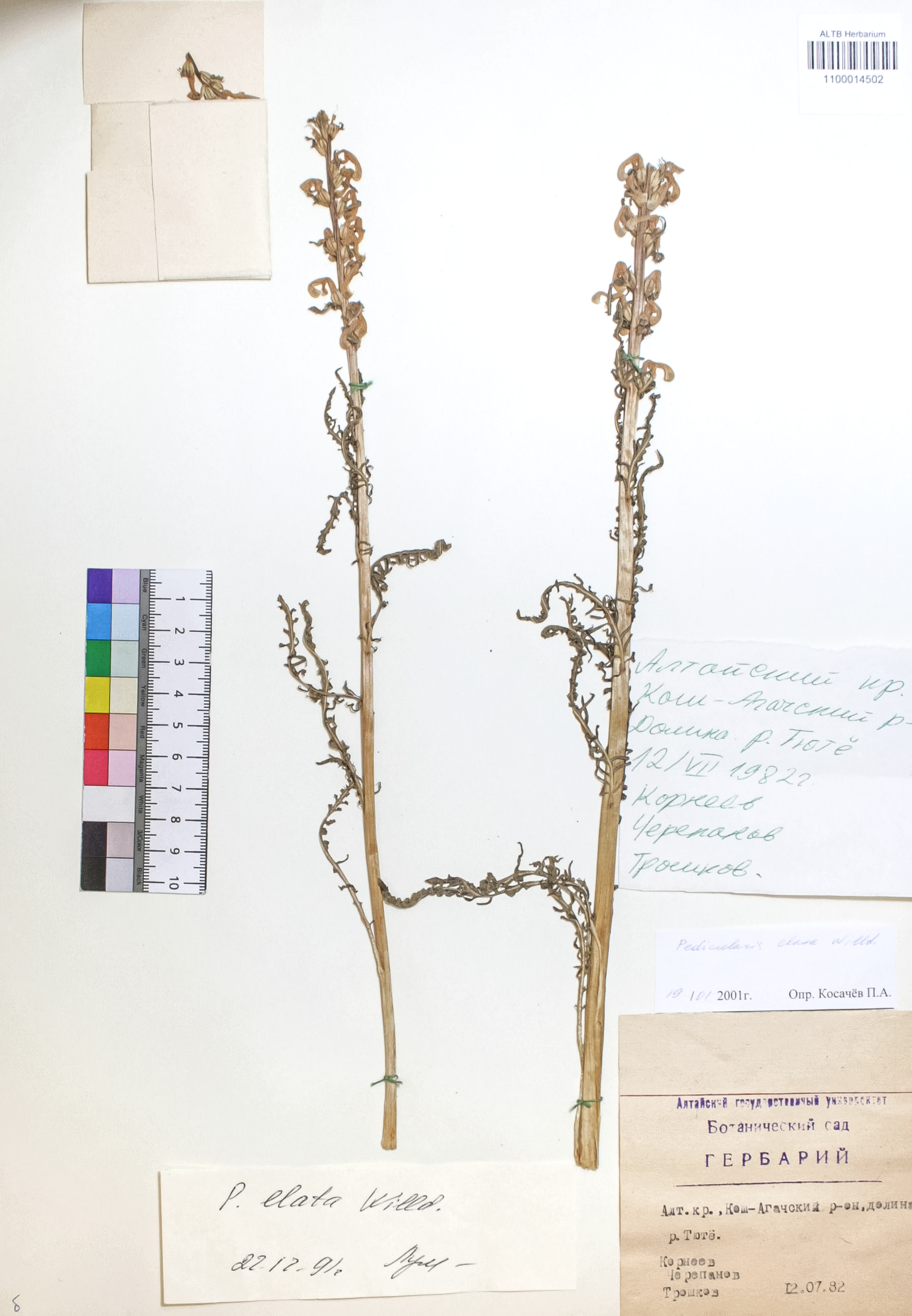 Pedicularis elata Willd