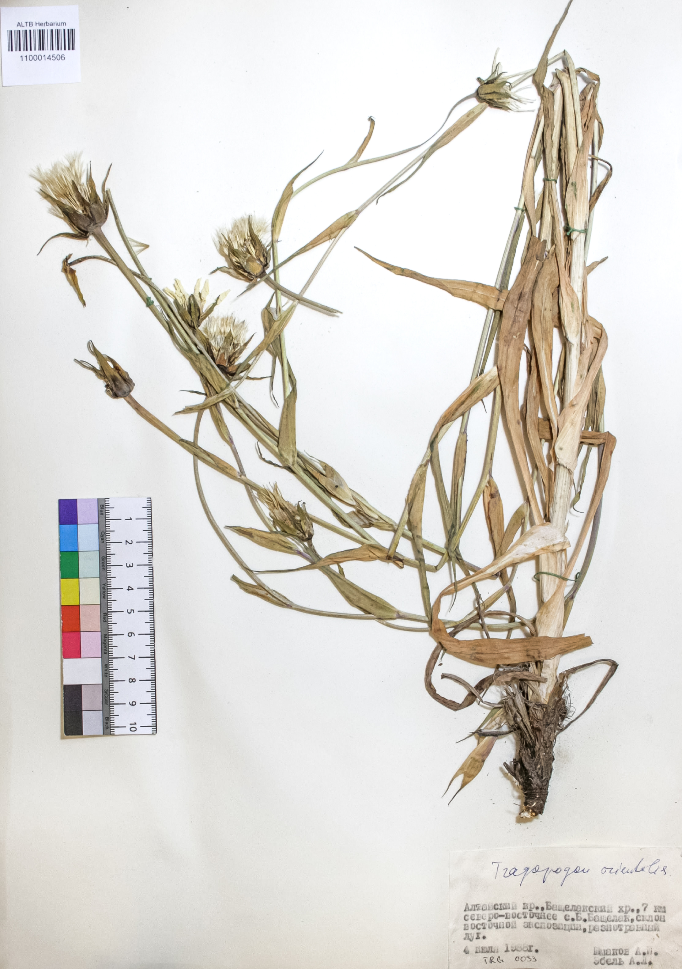 Tragopogon orientalis L.