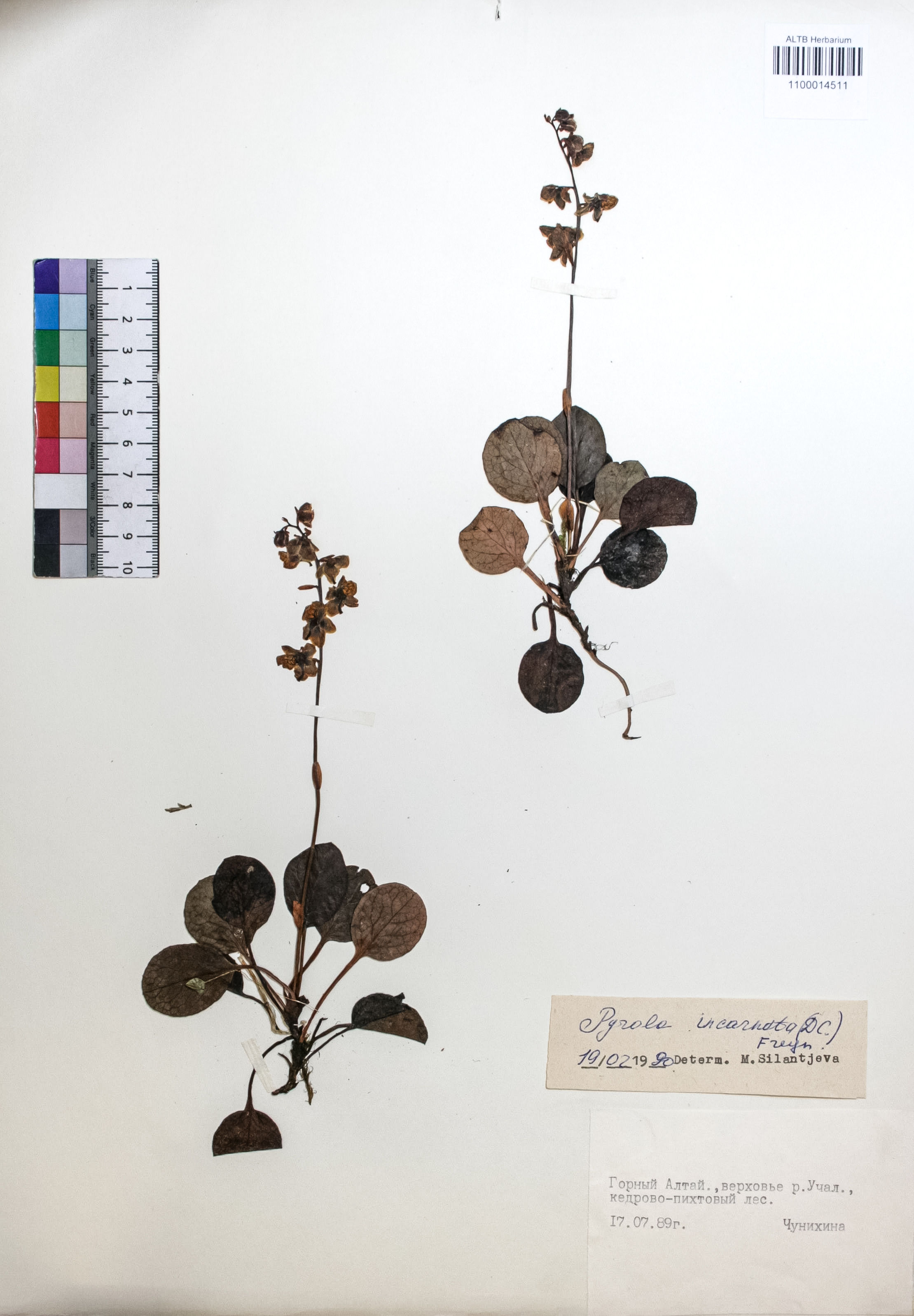 Pyrola incarnata (DC.) Freyn 