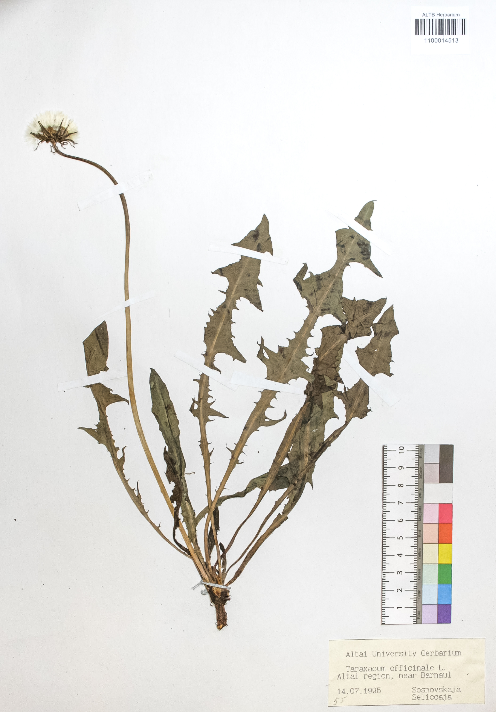 Taraxacum officinale Wigg.