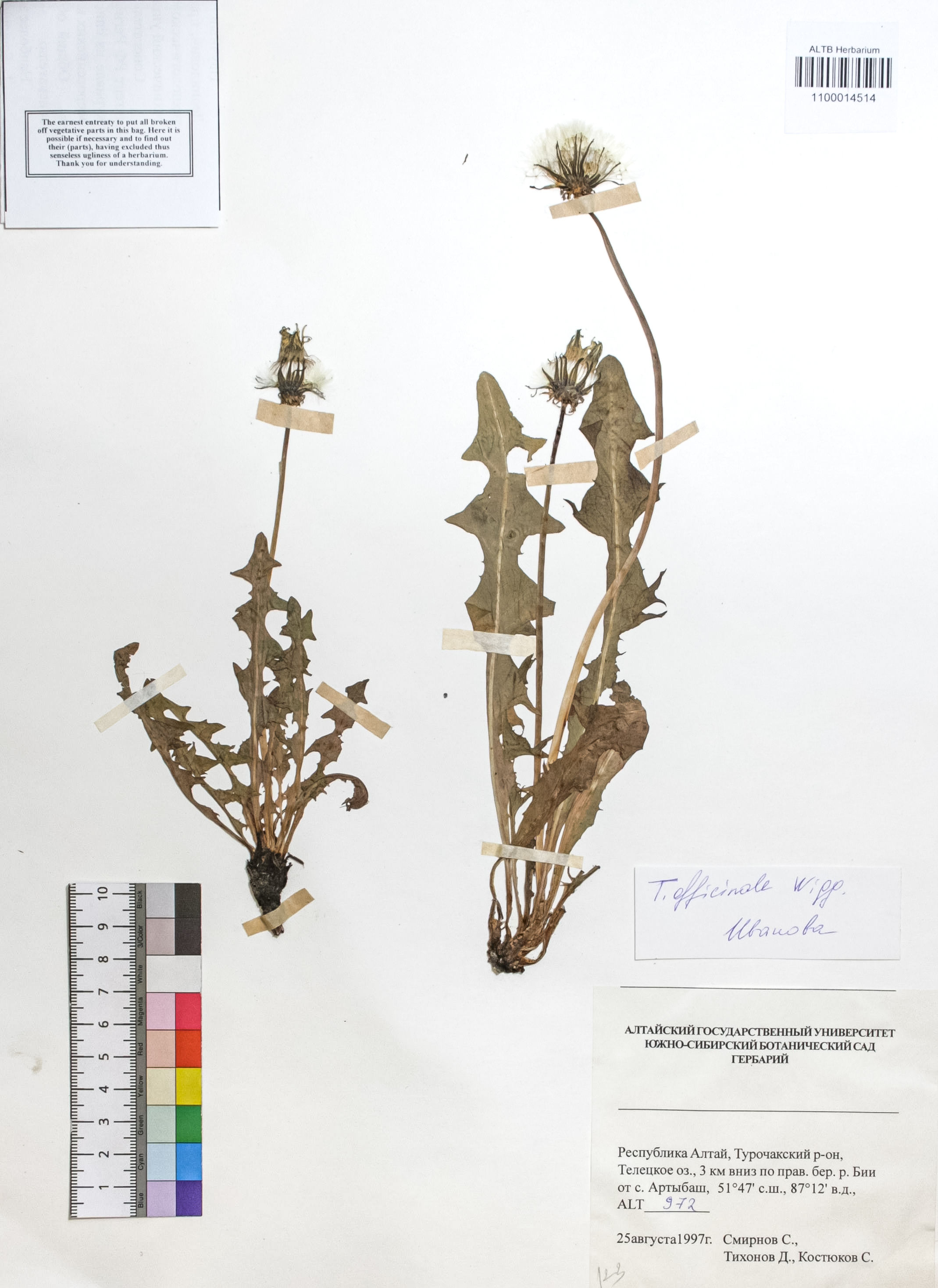 Taraxacum officinale Wigg.