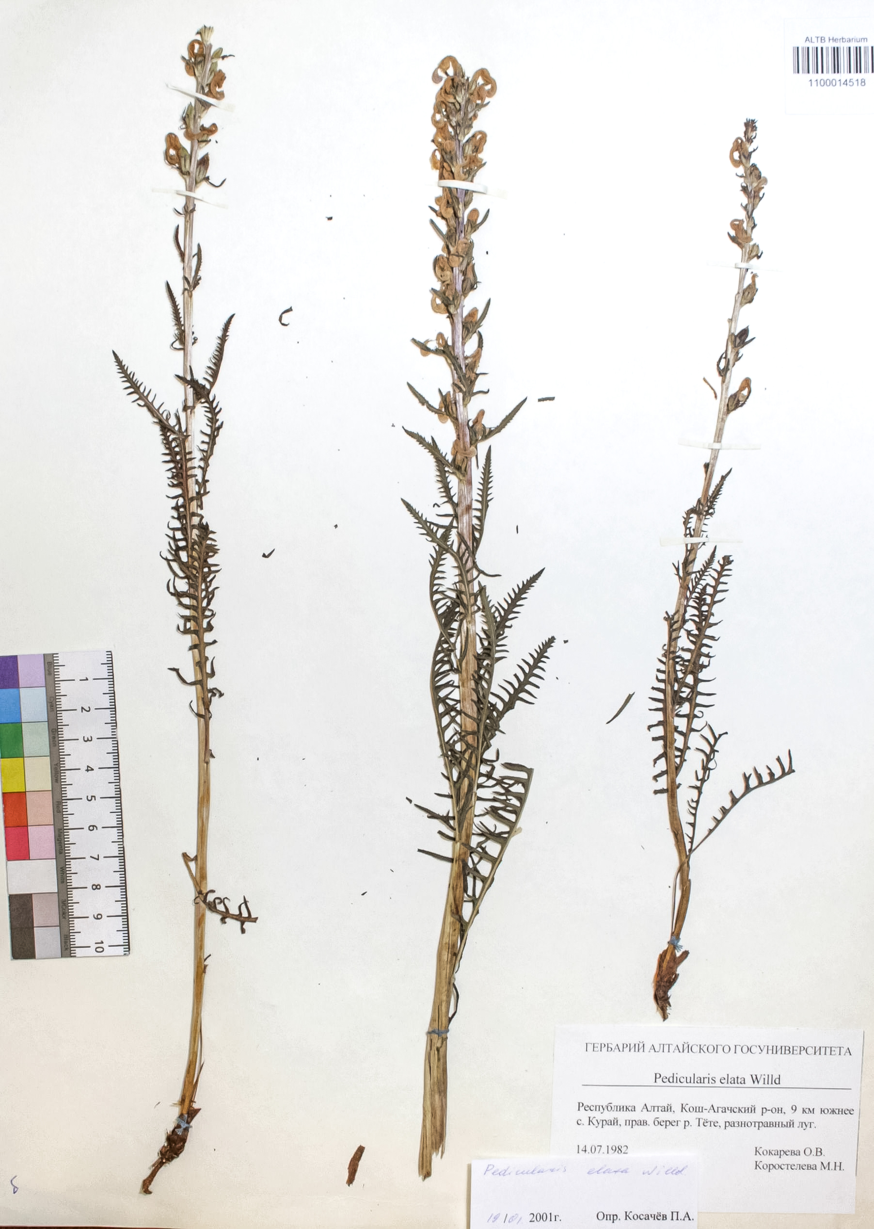 Pedicularis elata Willd