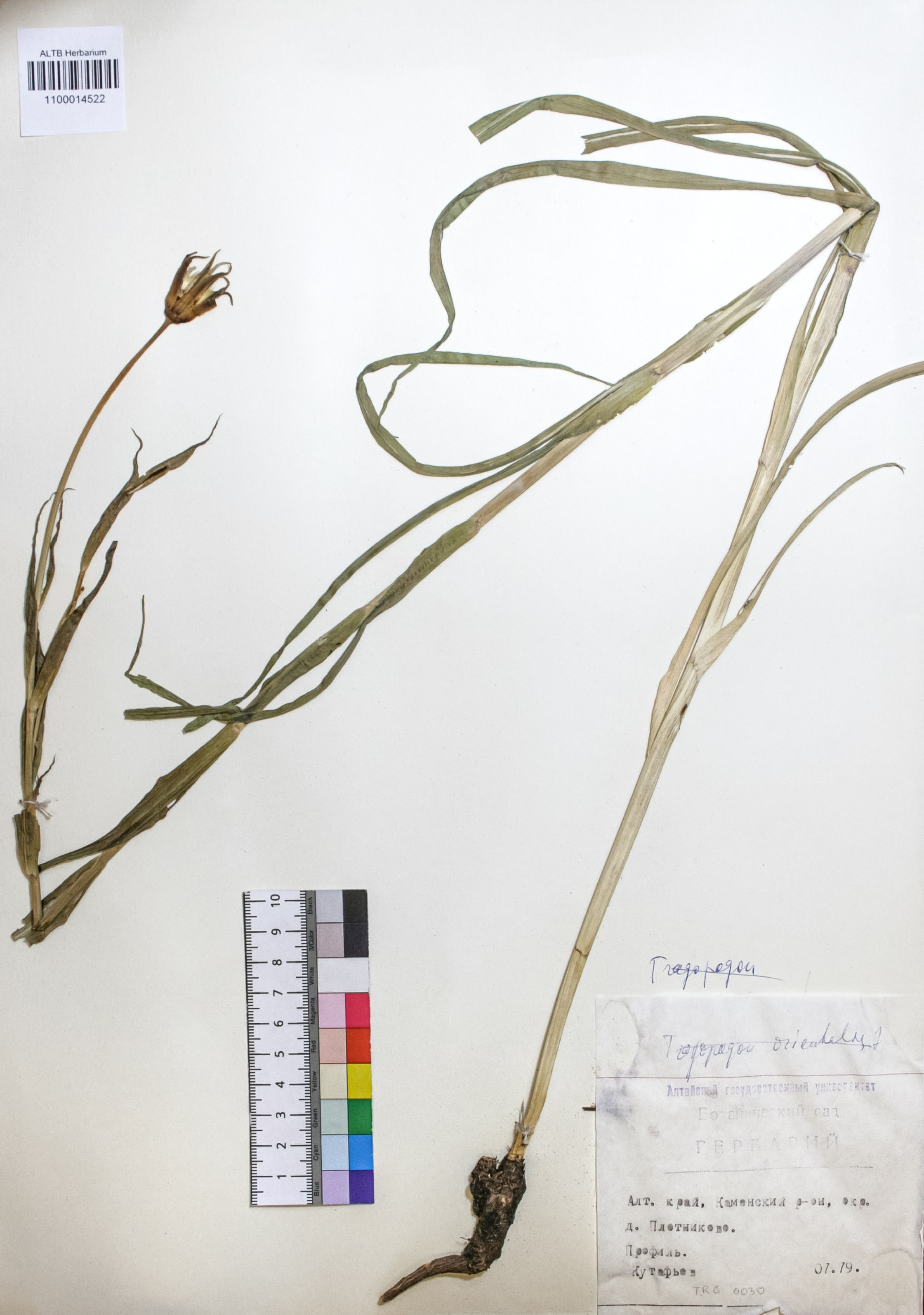 Tragopogon orientalis L.