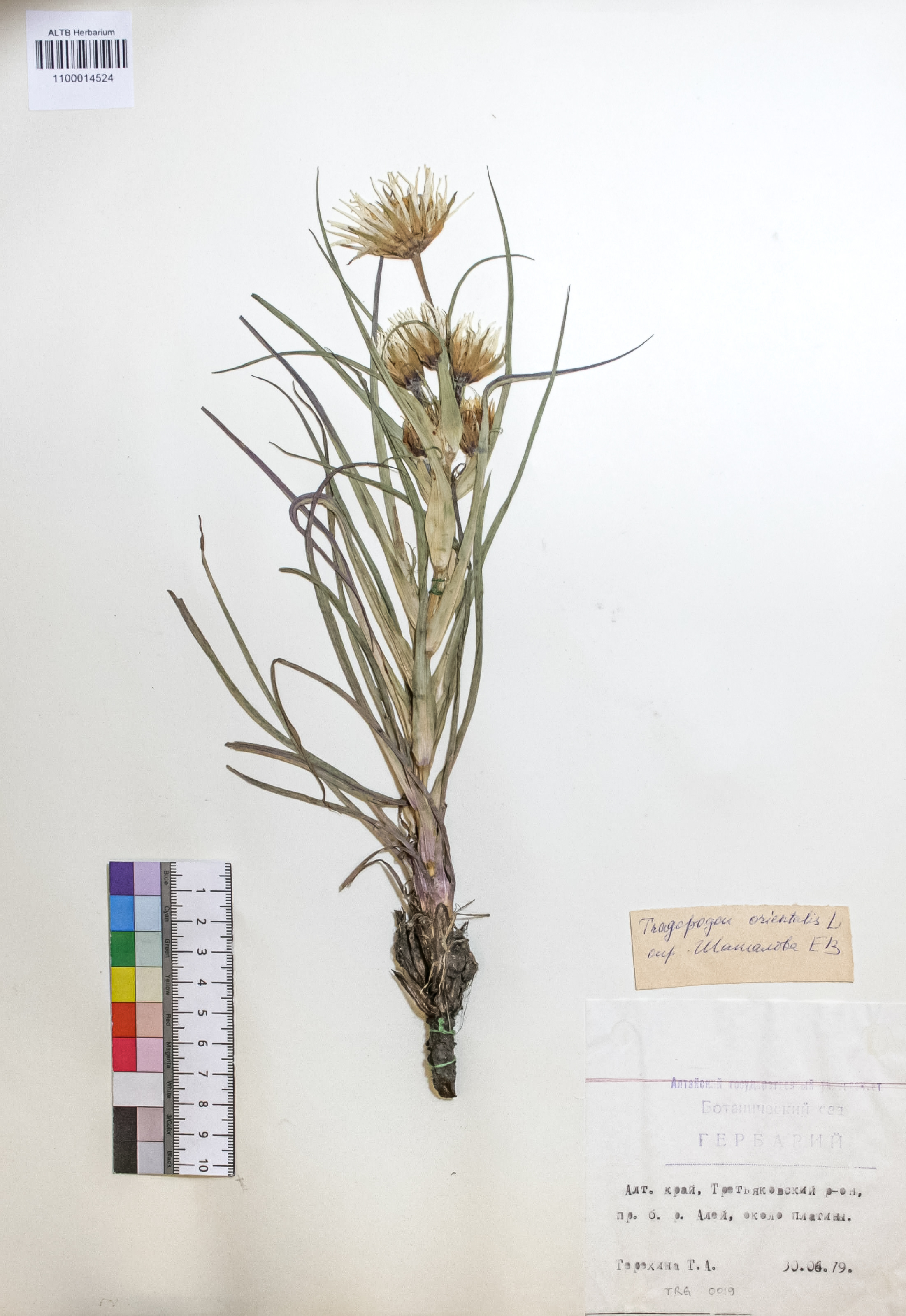 Tragopogon orientalis L.