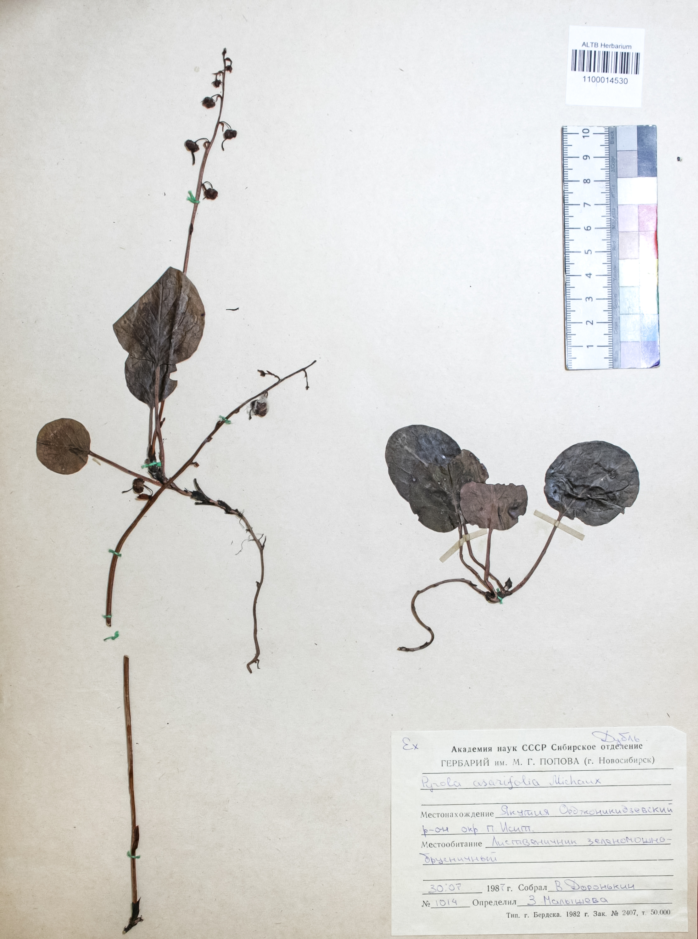 Pyrola asarifolia Michaux