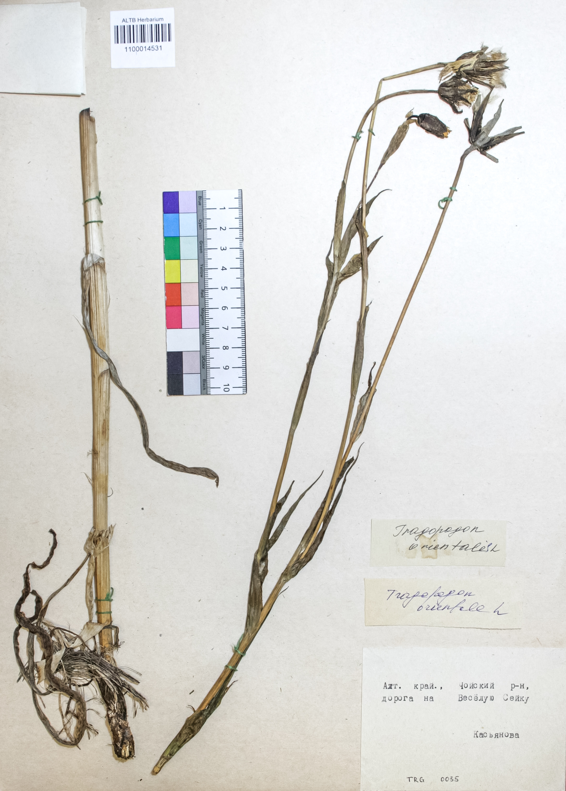 Tragopogon orientalis L.