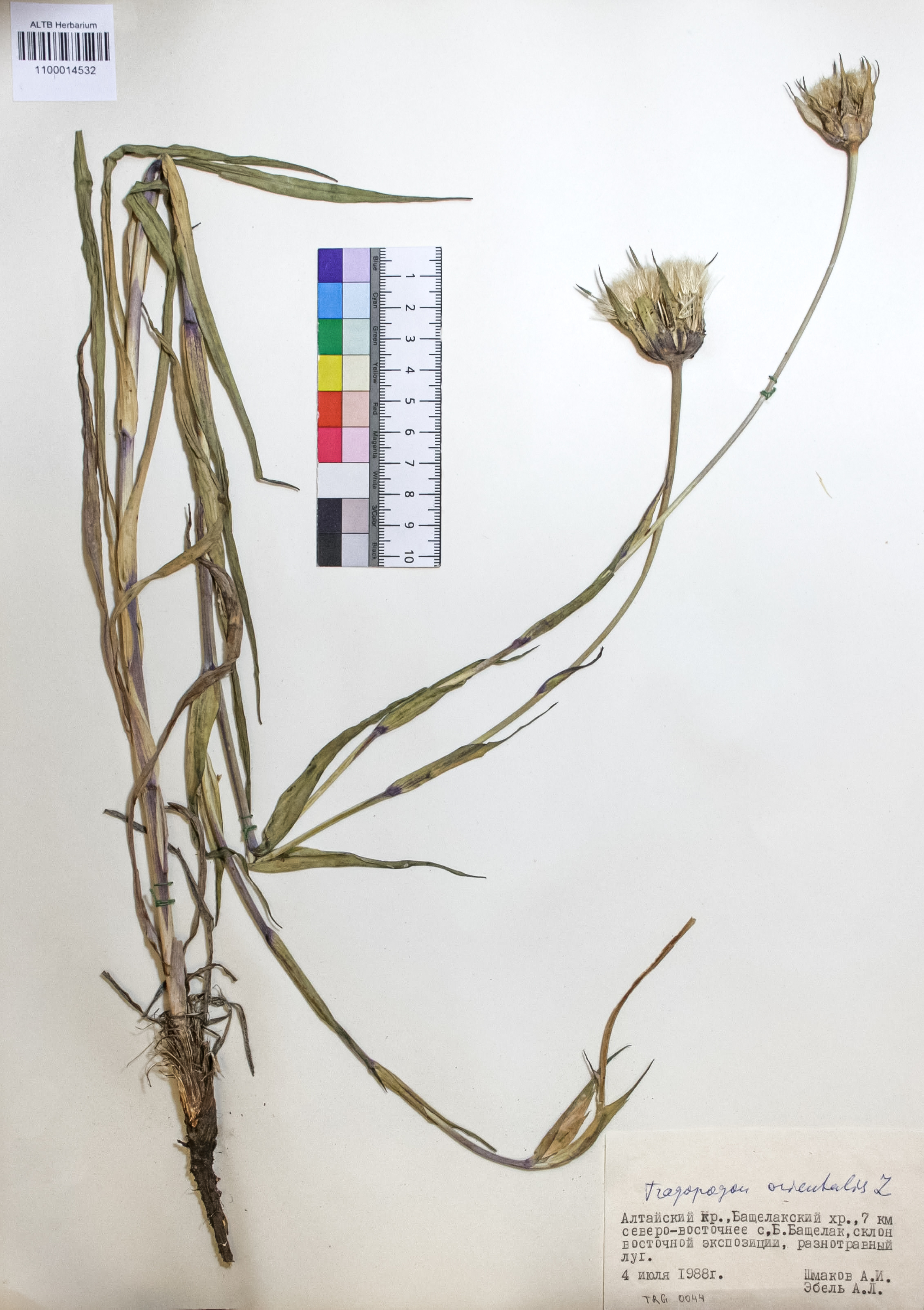 Tragopogon orientalis L.