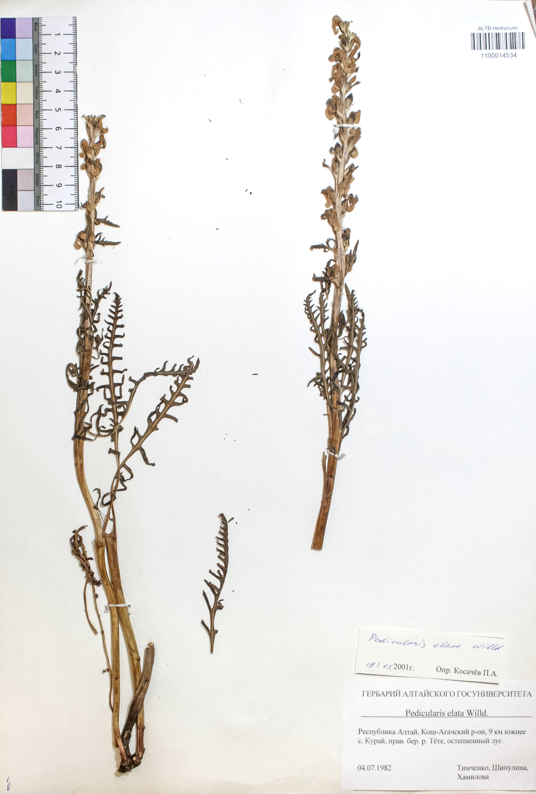 Pedicularis elata Willd