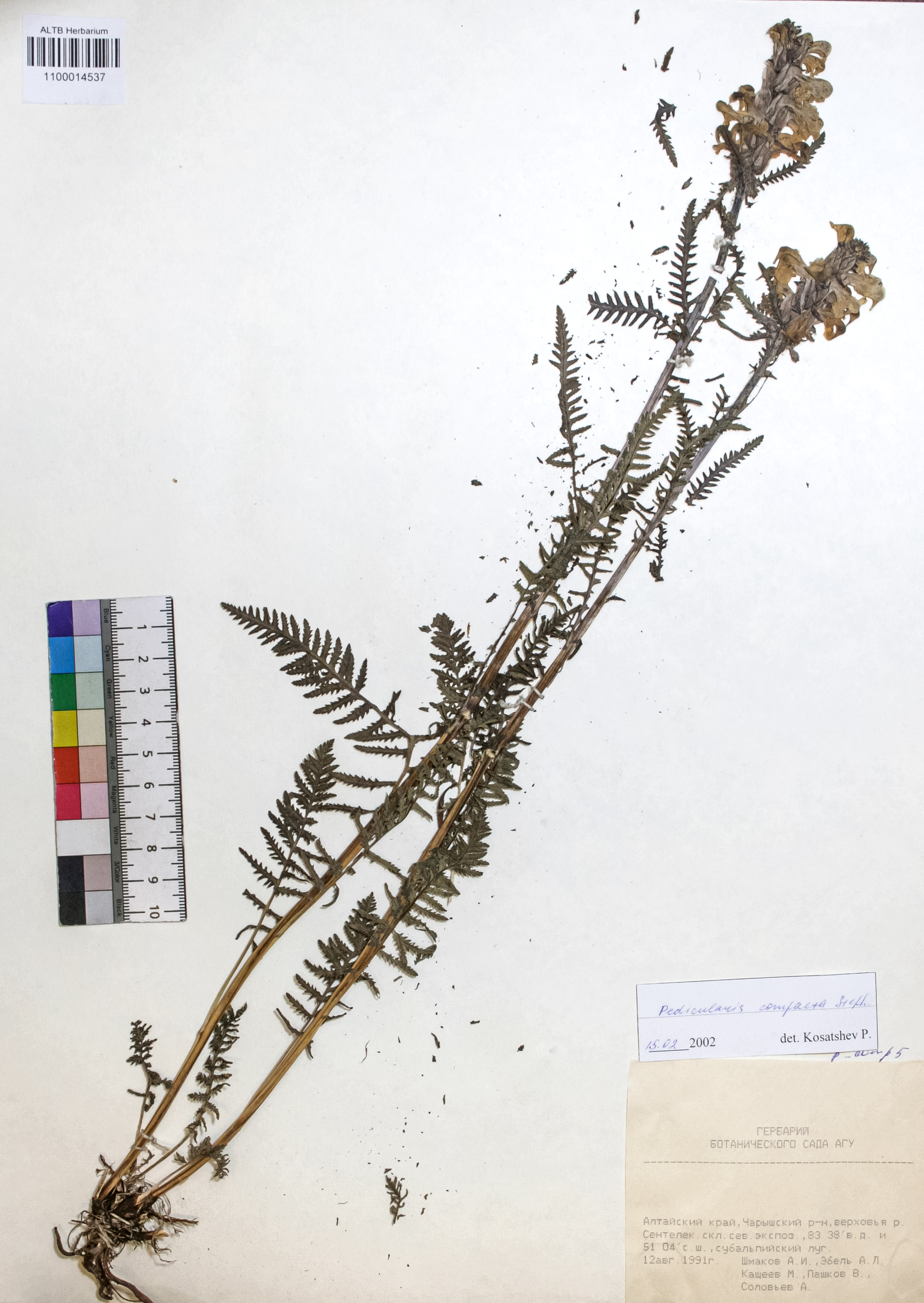 Pedicularis compacta Stephan