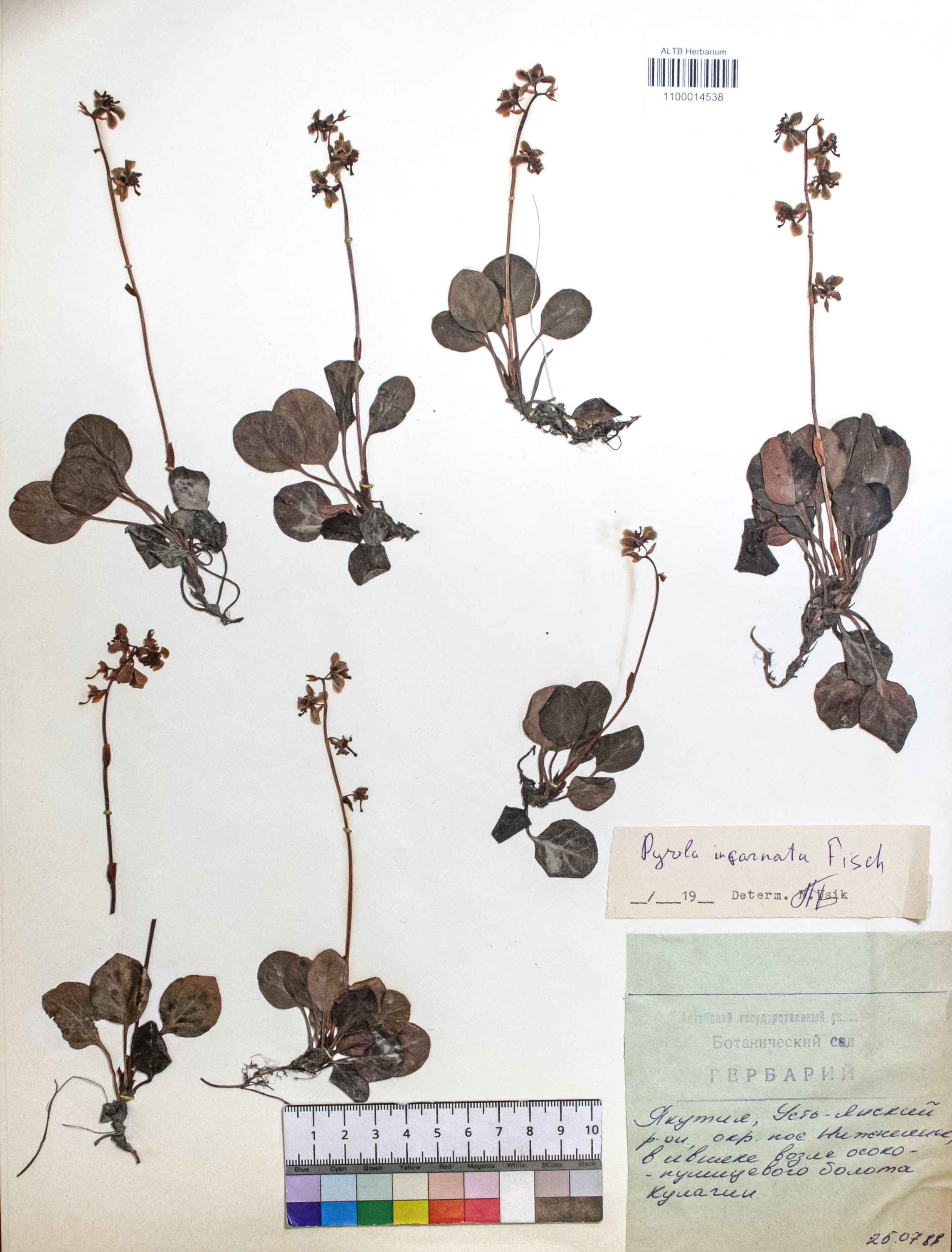 Pyrola incarnata (DC.) Freyn 