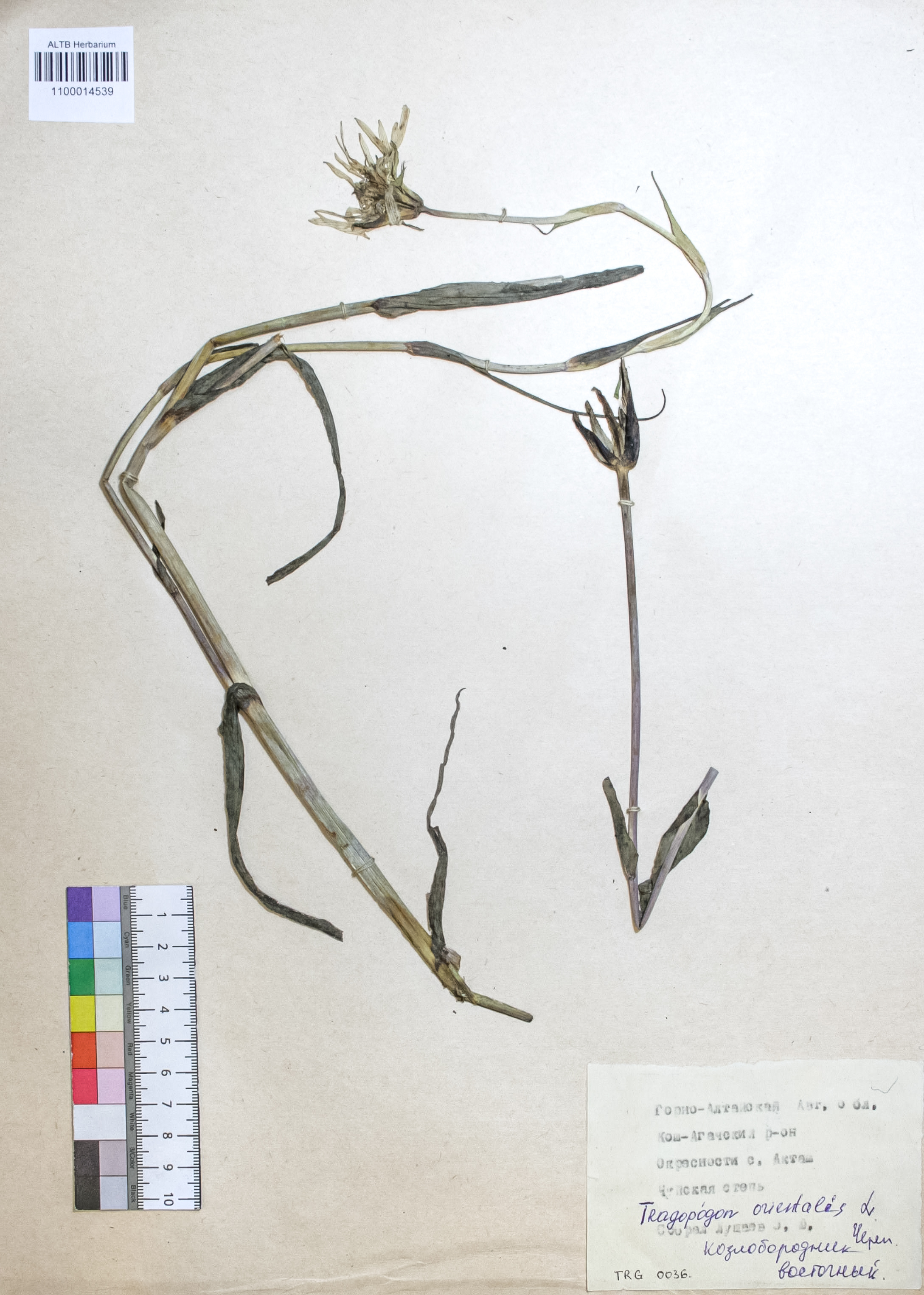 Tragopogon orientalis L.