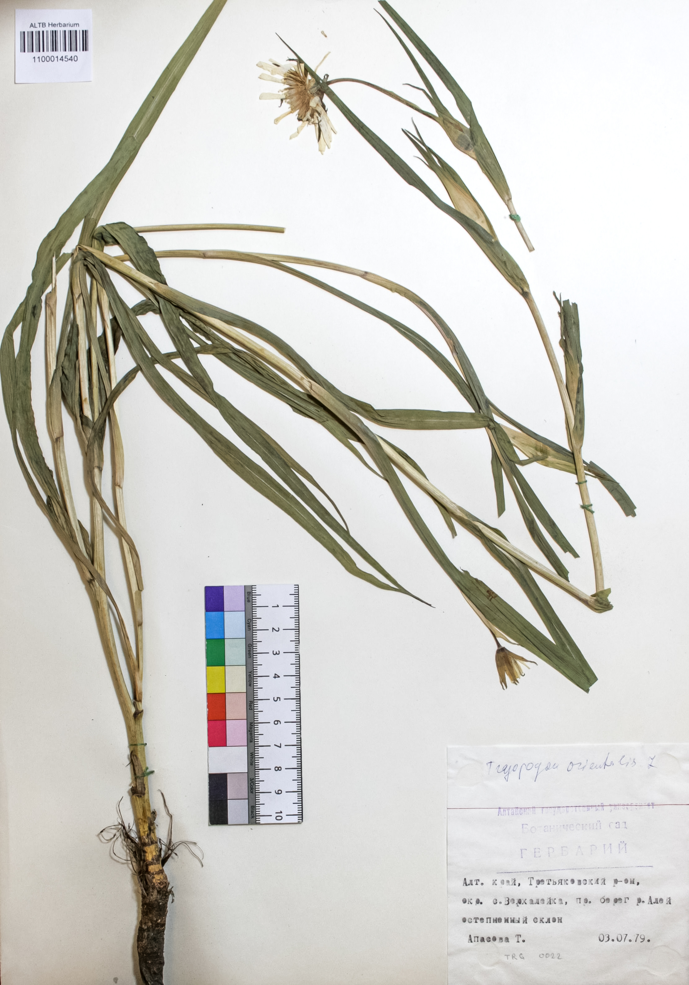 Tragopogon orientalis L.