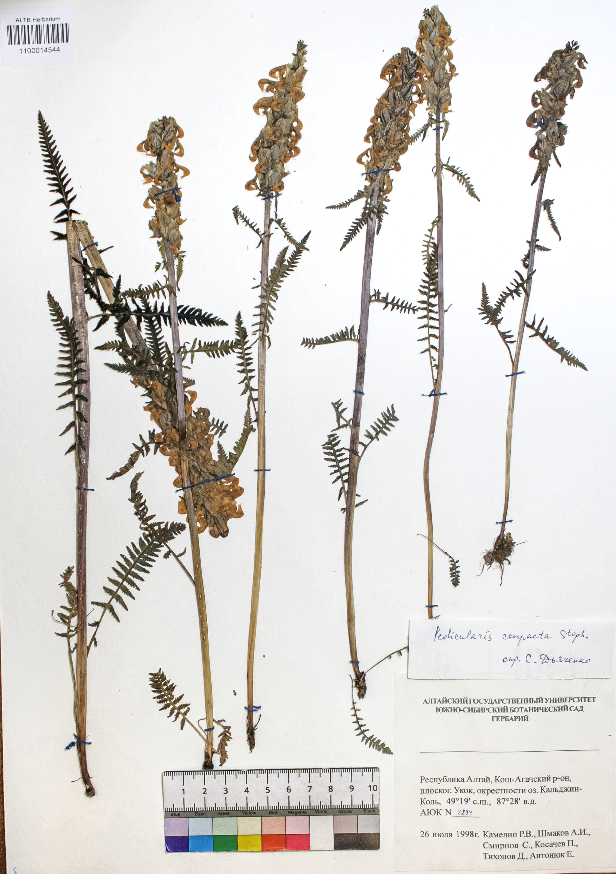 Pedicularis compacta Stephan