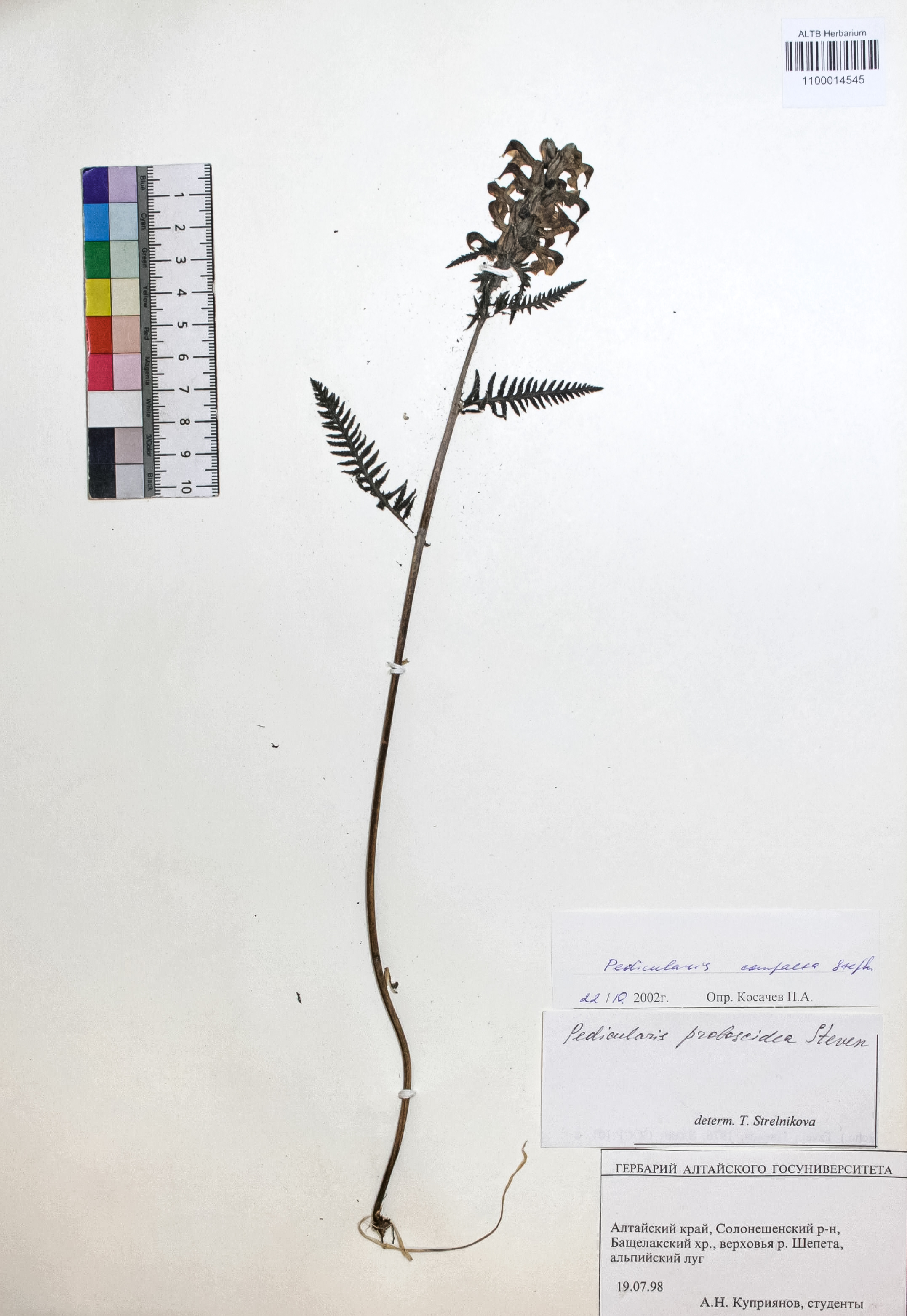 Pedicularis compacta Stephan