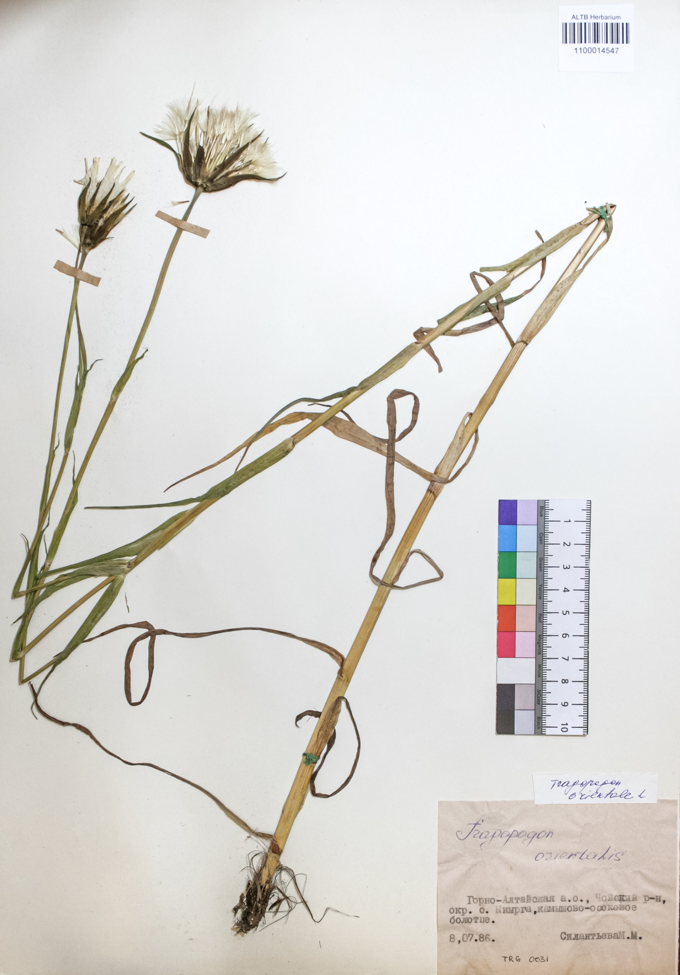 Tragopogon orientalis L.