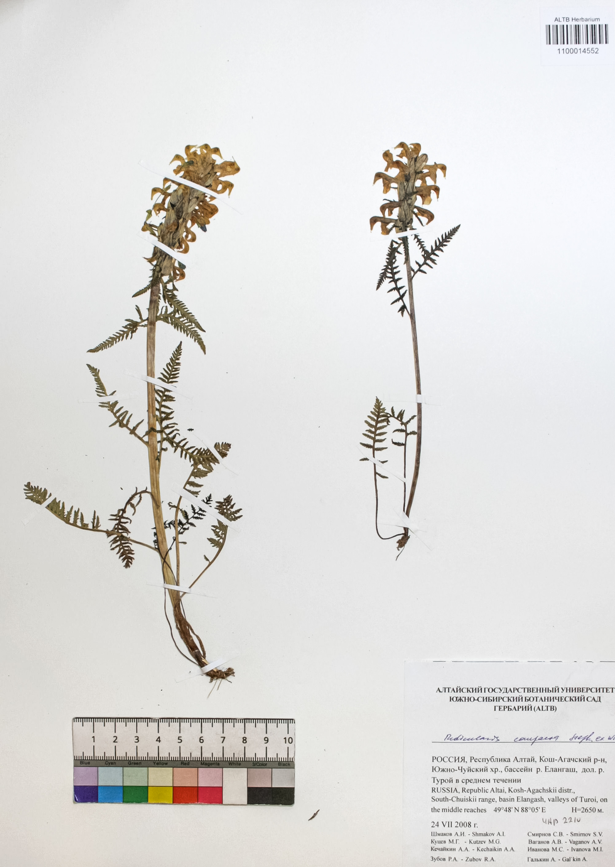 Pedicularis compacta Stephan