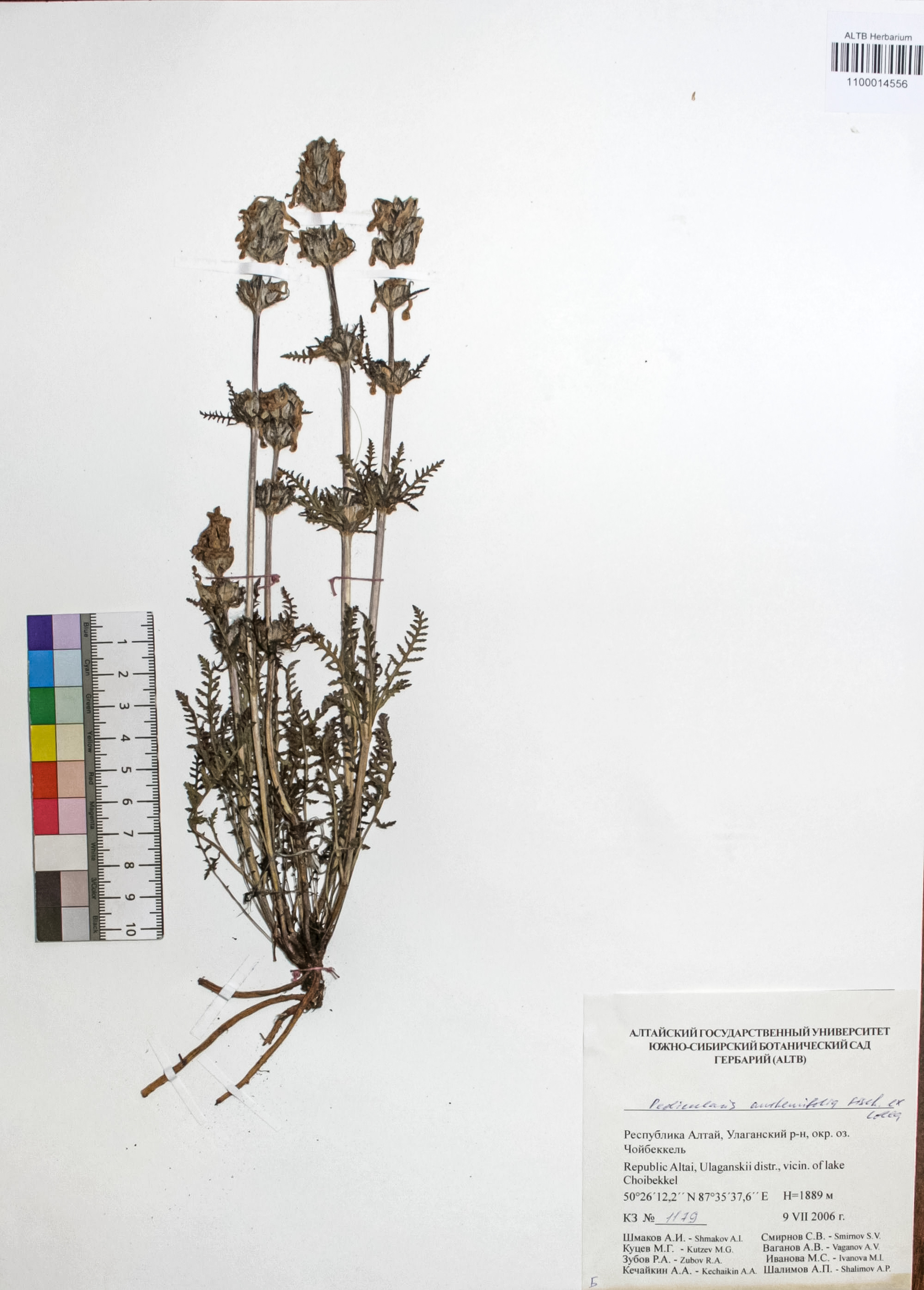 Pedicularis anthemifolia Fisch. ex Colla