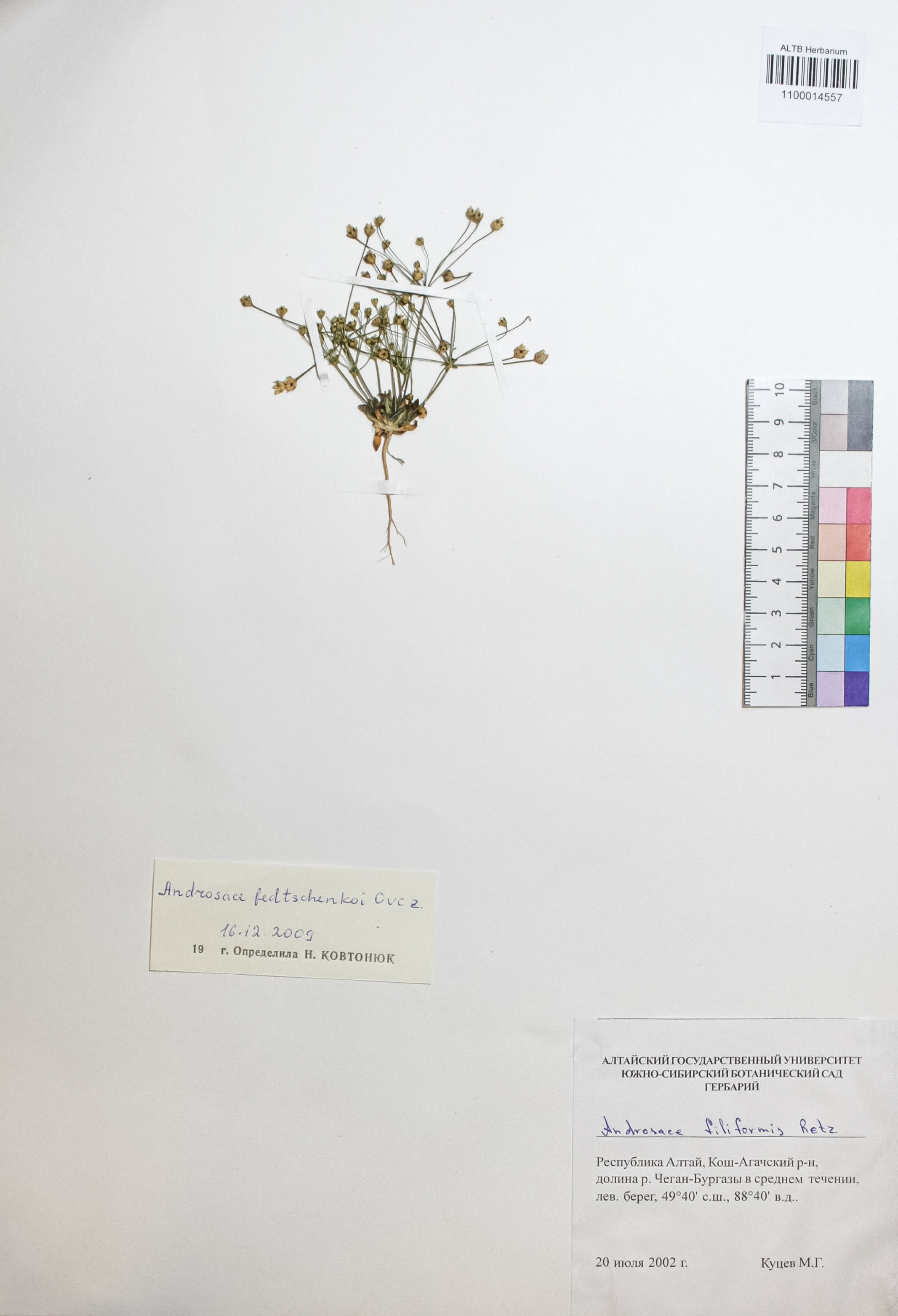 Androsace fedtschenkoi Ovcz.