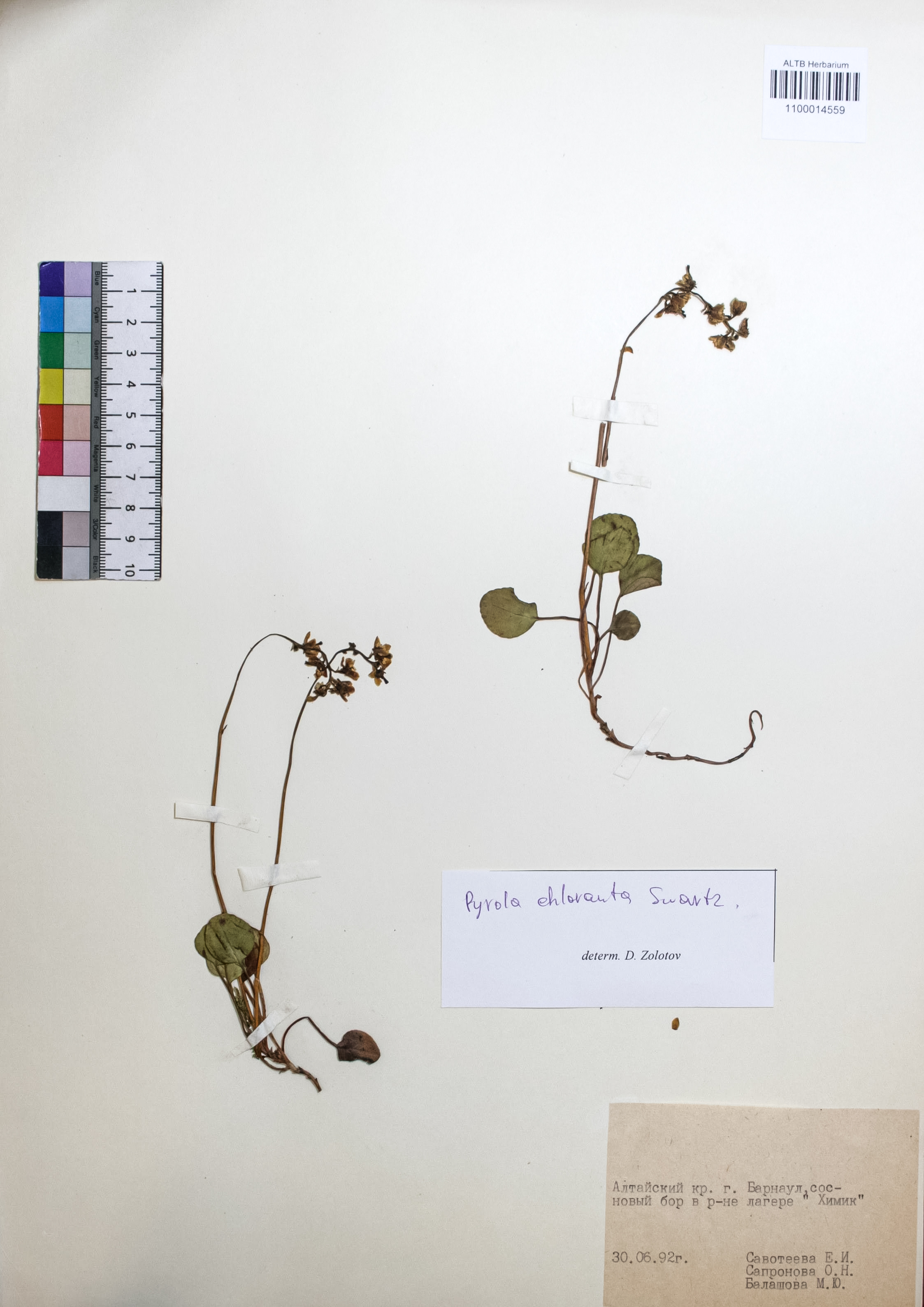 Pyrola chlorantha Swartz