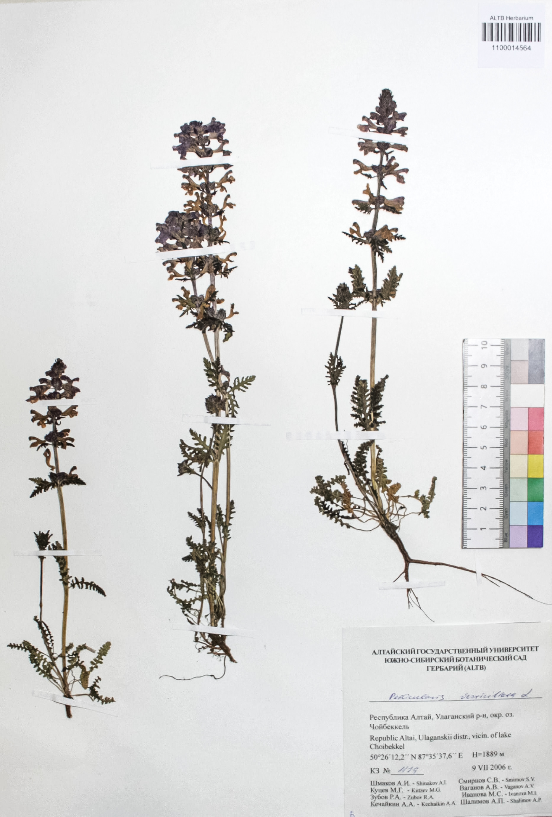 Pedicularis verticillata L.