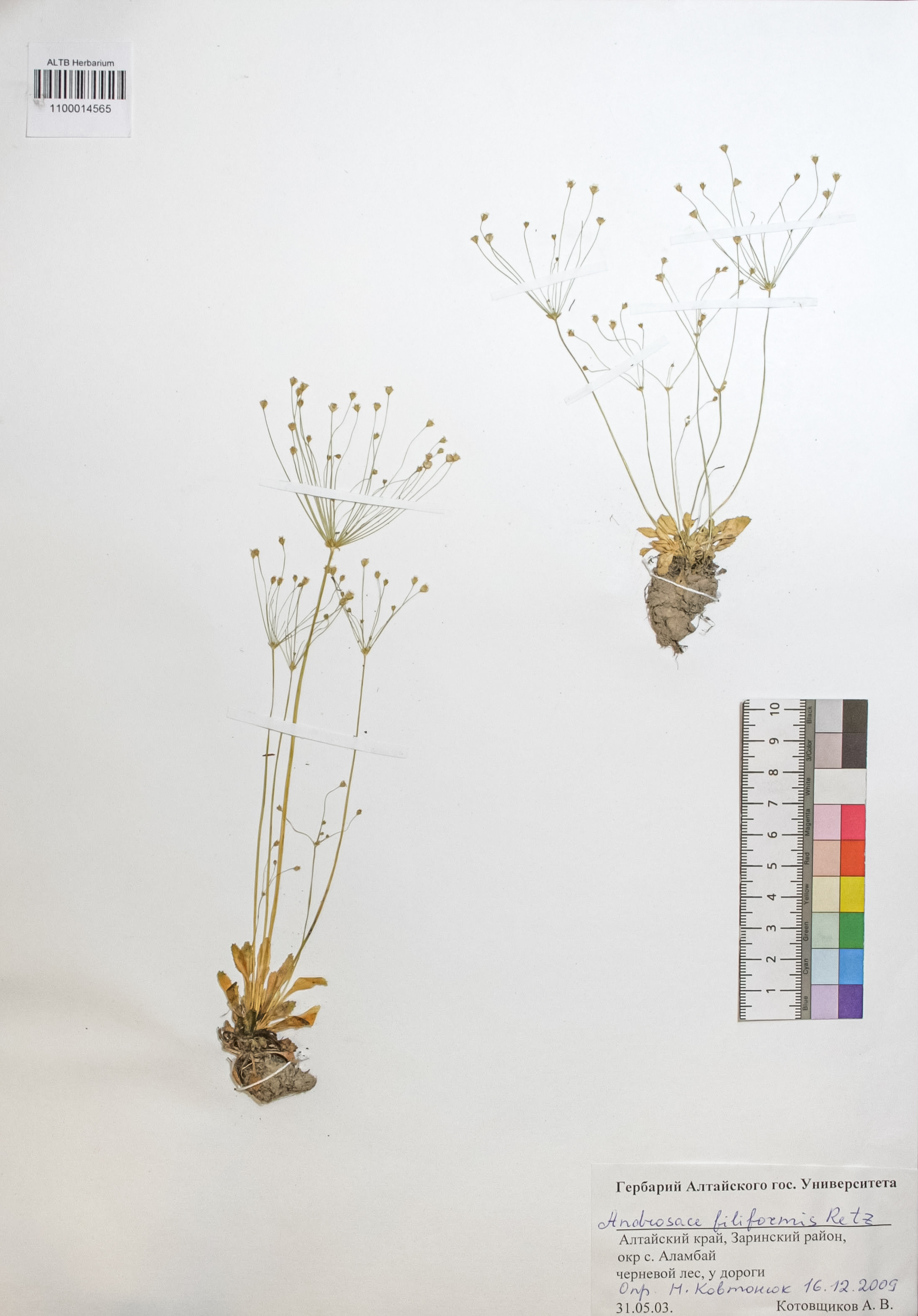 Androsace filiformis Retz.