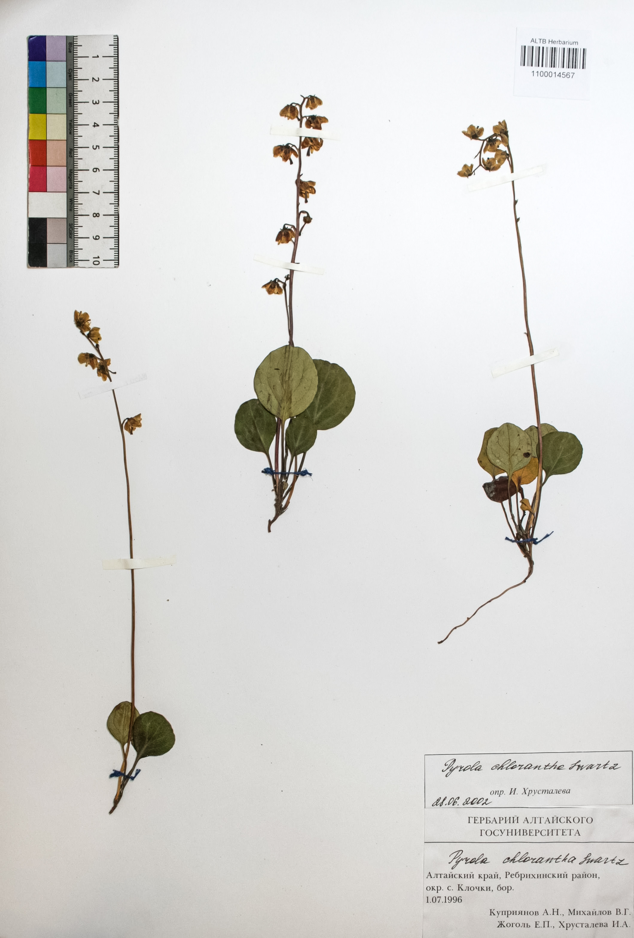 Pyrola chlorantha Swartz