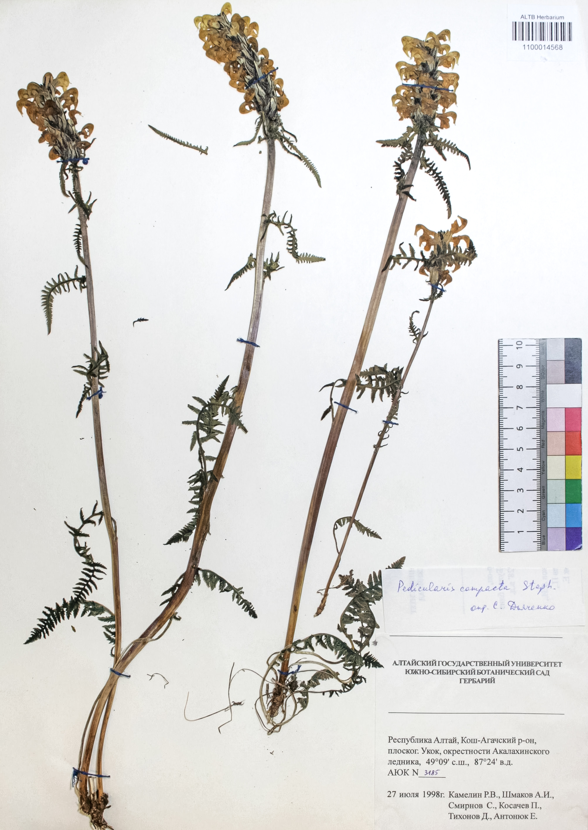 Pedicularis compacta Stephan