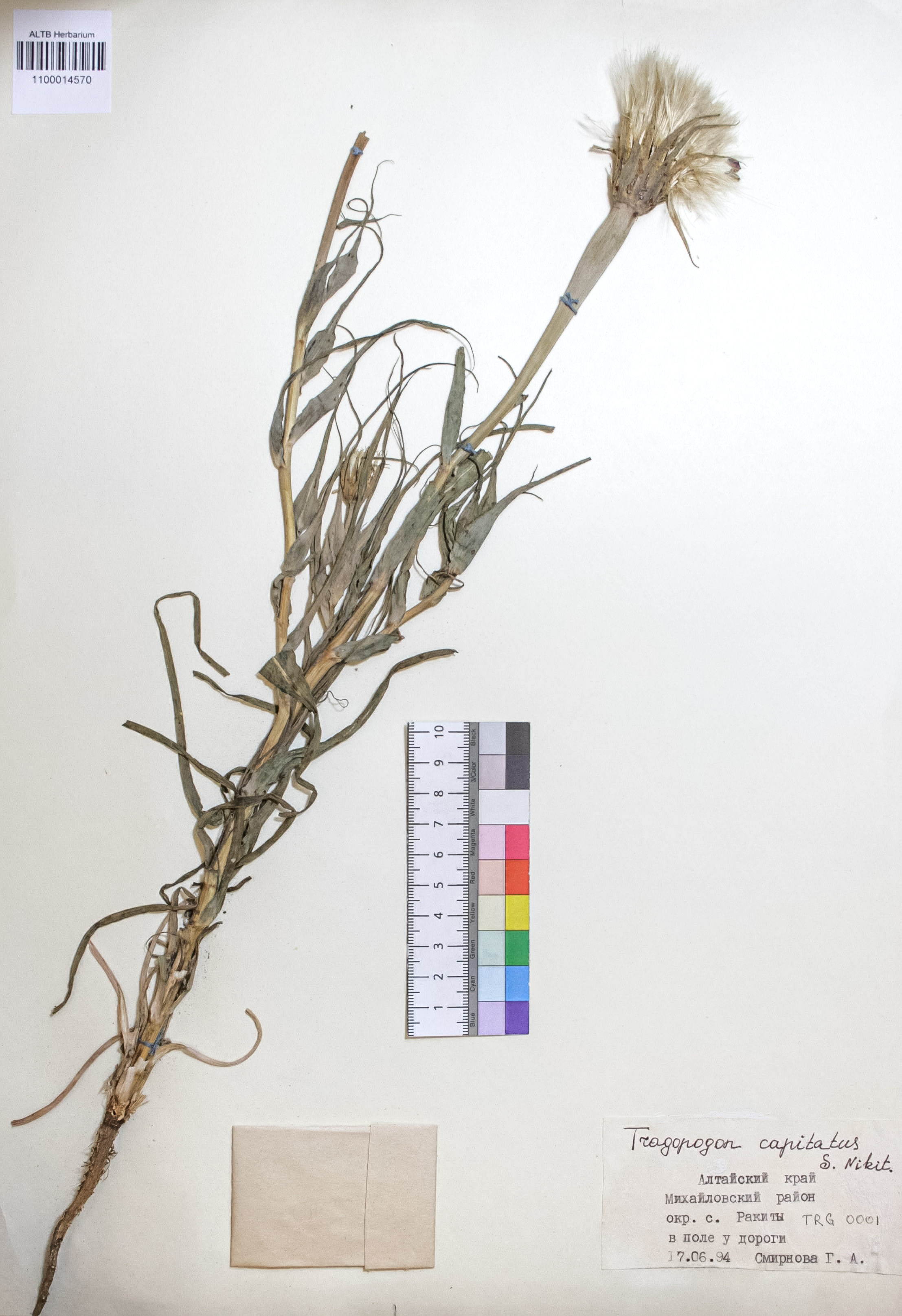 Tragopogon capitatus S.A.Nikitin
