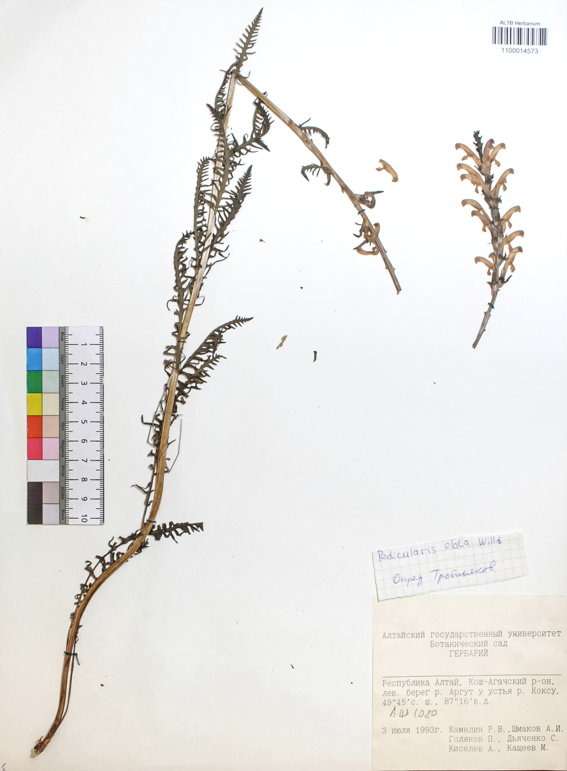 Pedicularis elata Willd