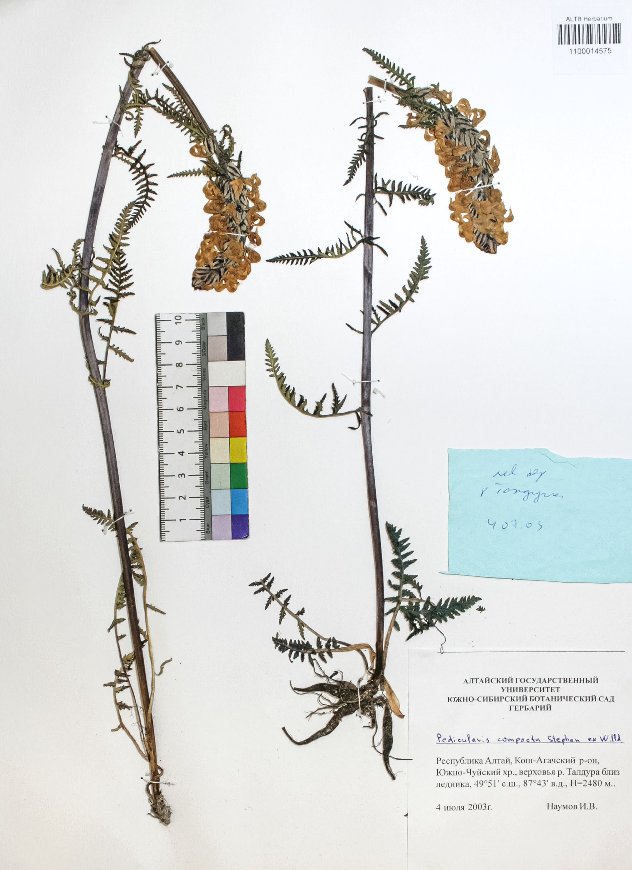 Pedicularis compacta Stephan