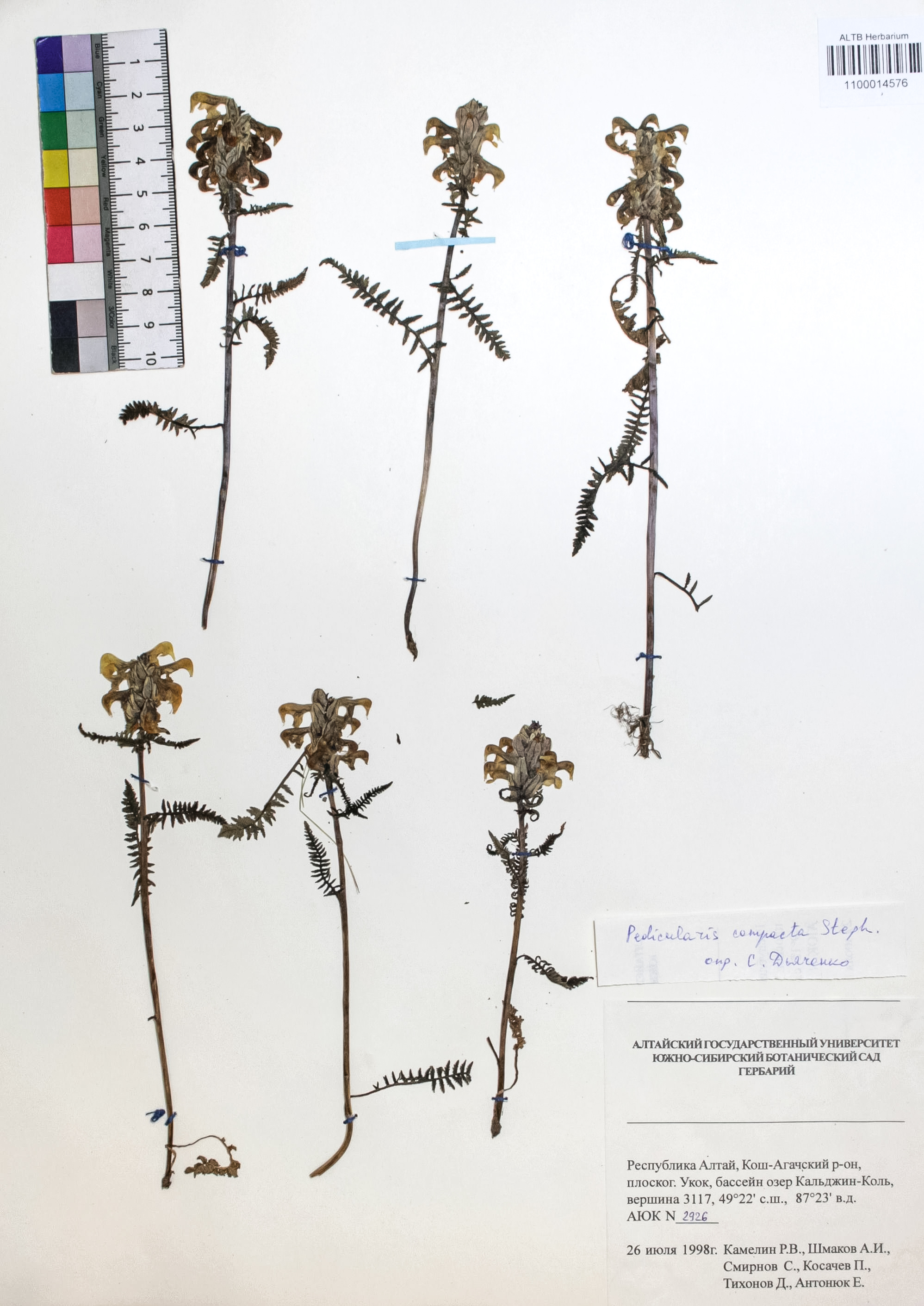 Pedicularis compacta Stephan