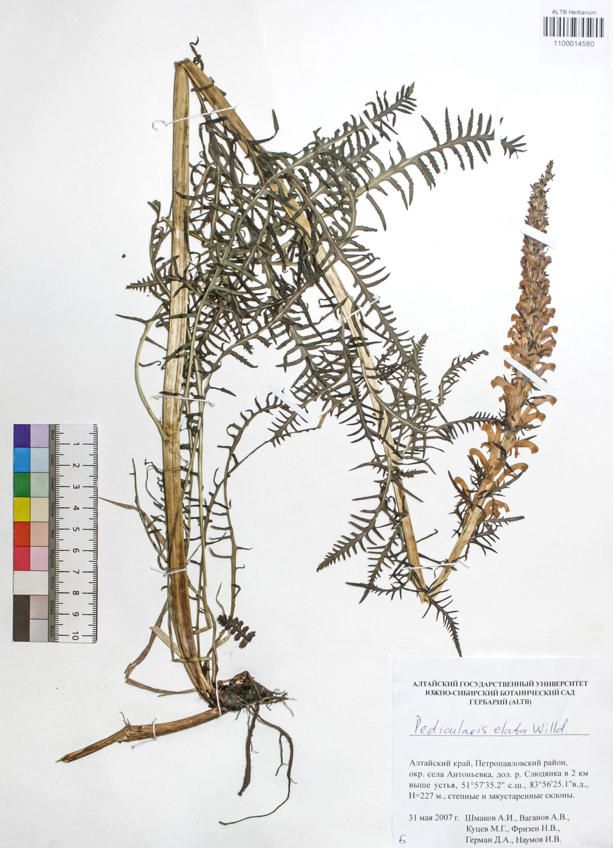 Pedicularis elata Willd