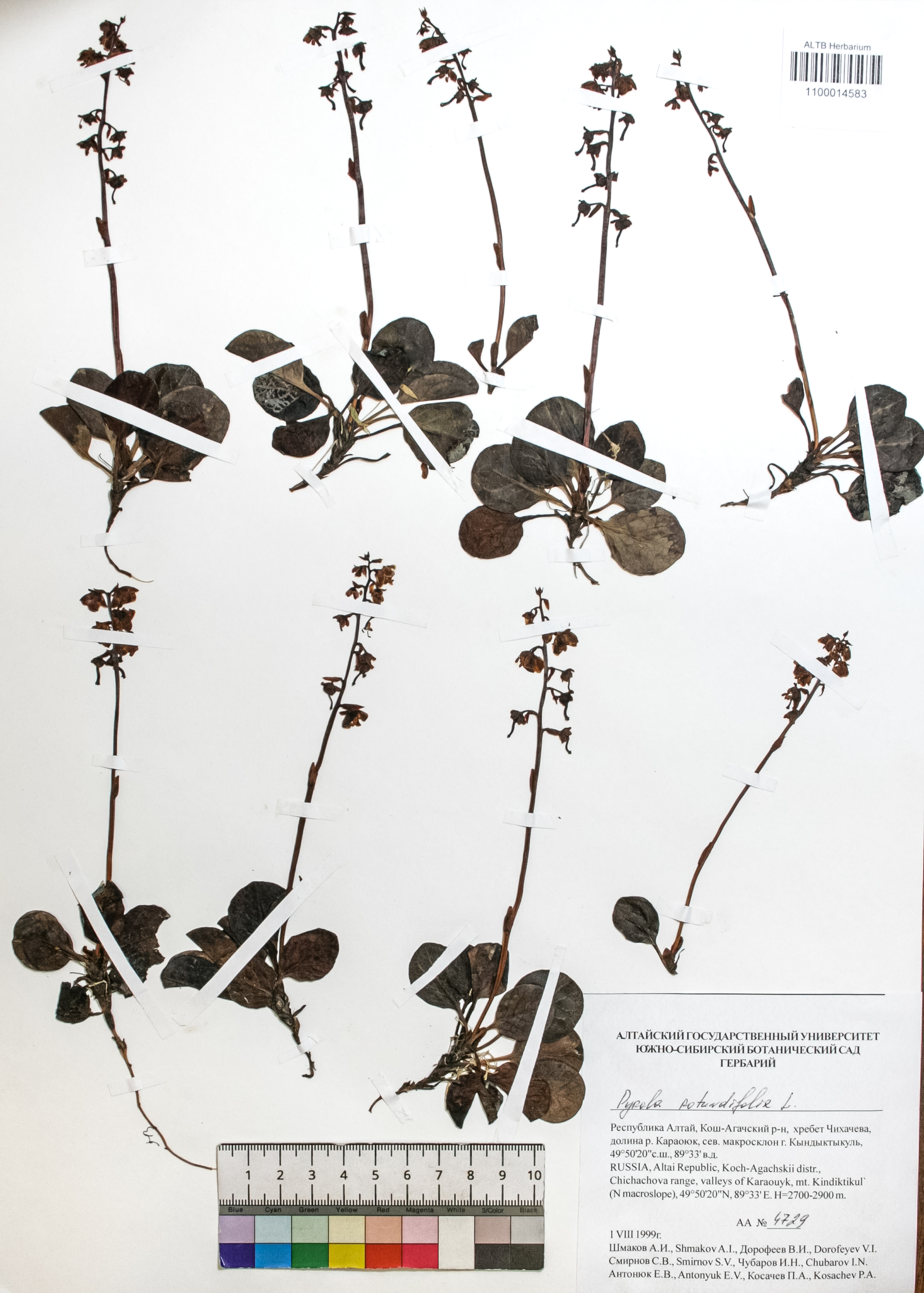 Pyrola rotundifolia L.