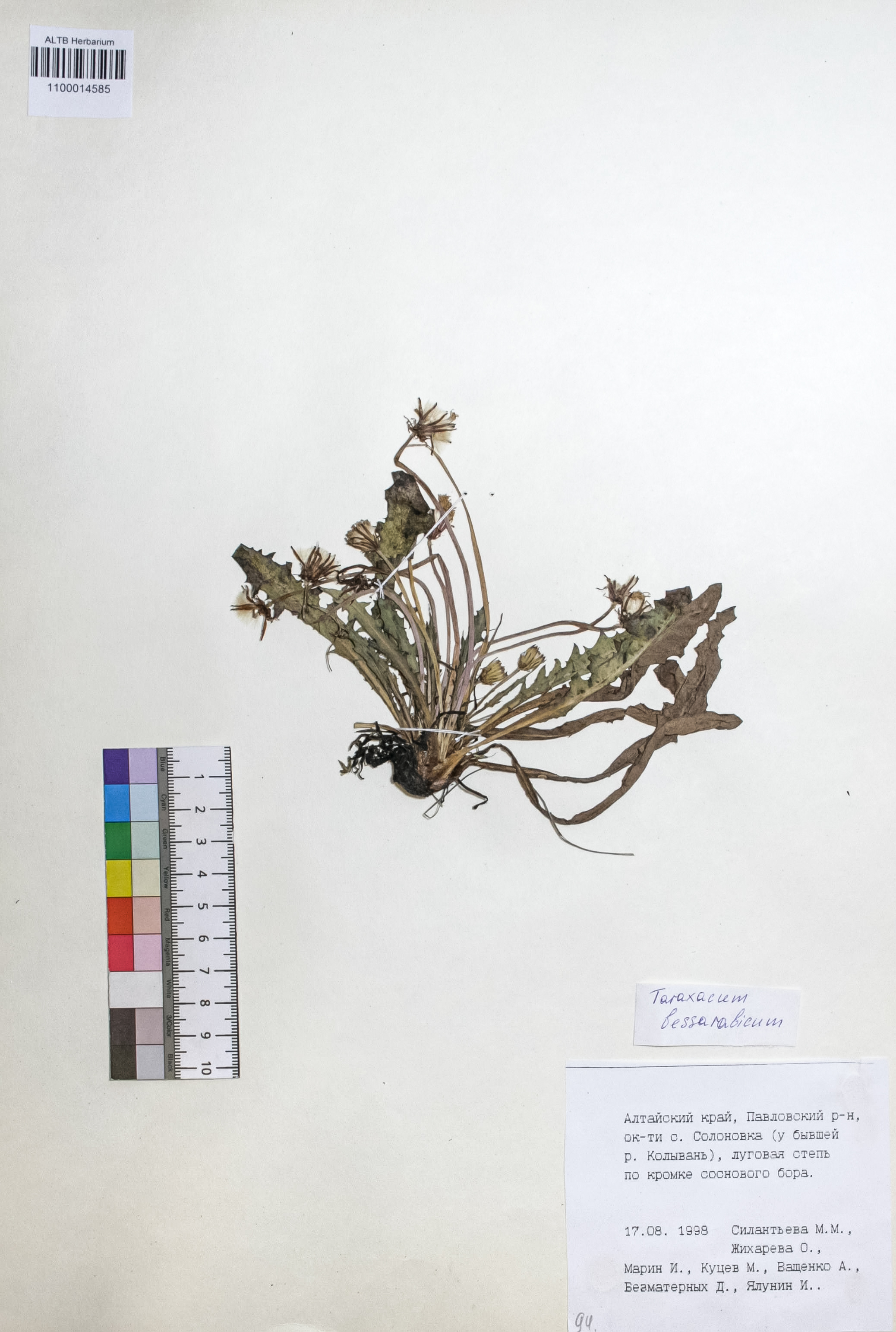 Taraxacum bessarabicum (Hornem.) Hand.-Mazz.