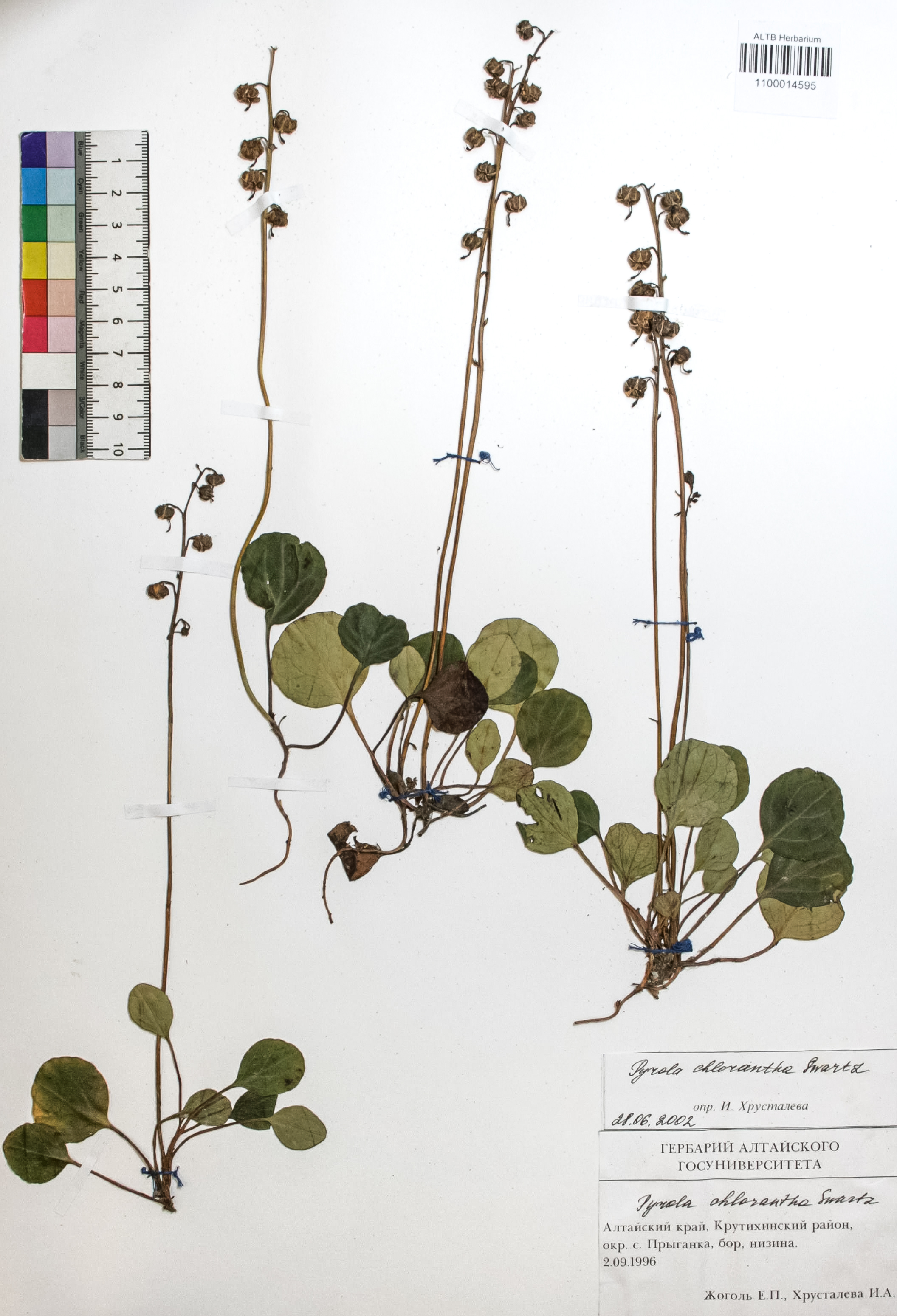 Pyrola chlorantha Swartz