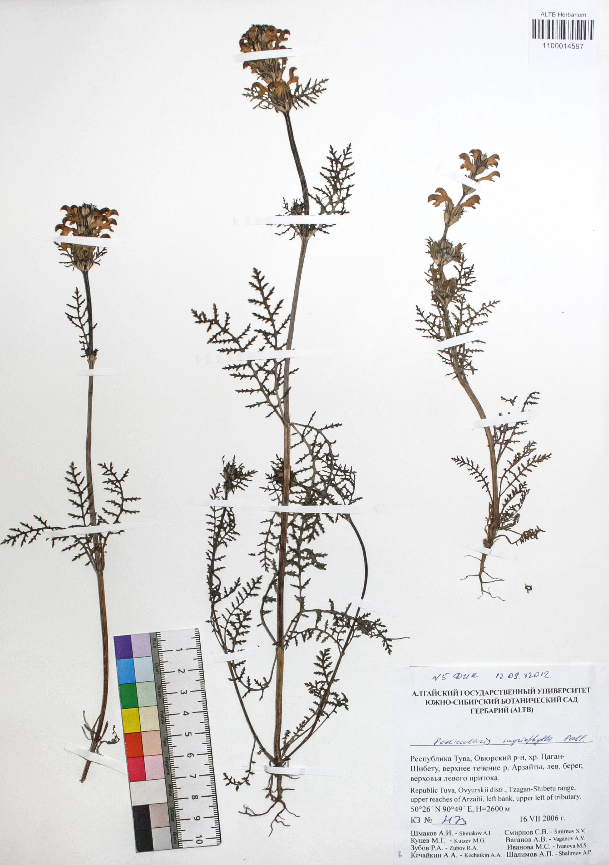 Pedicularis myriophylla Pall.