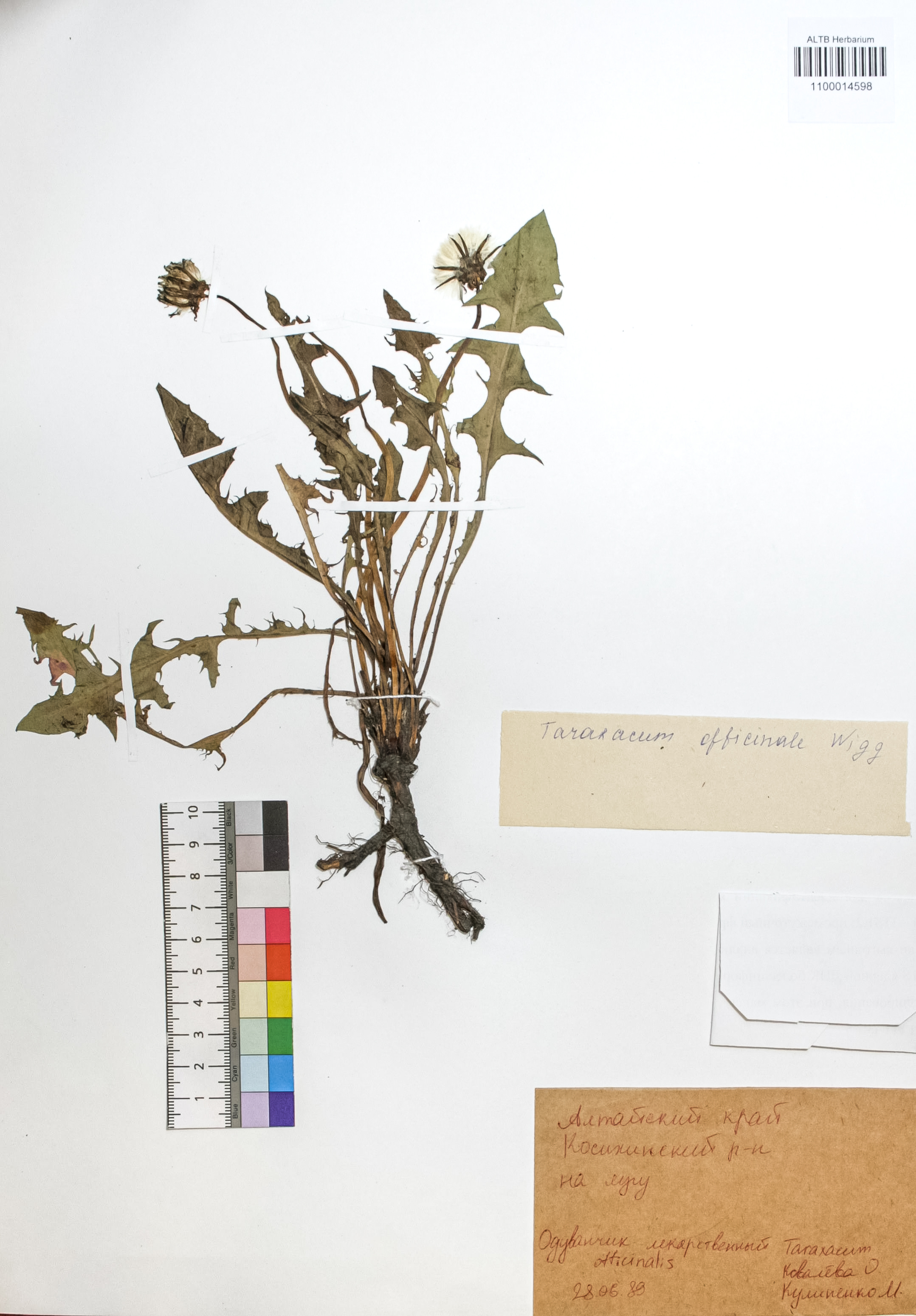 Taraxacum officinale Wigg.