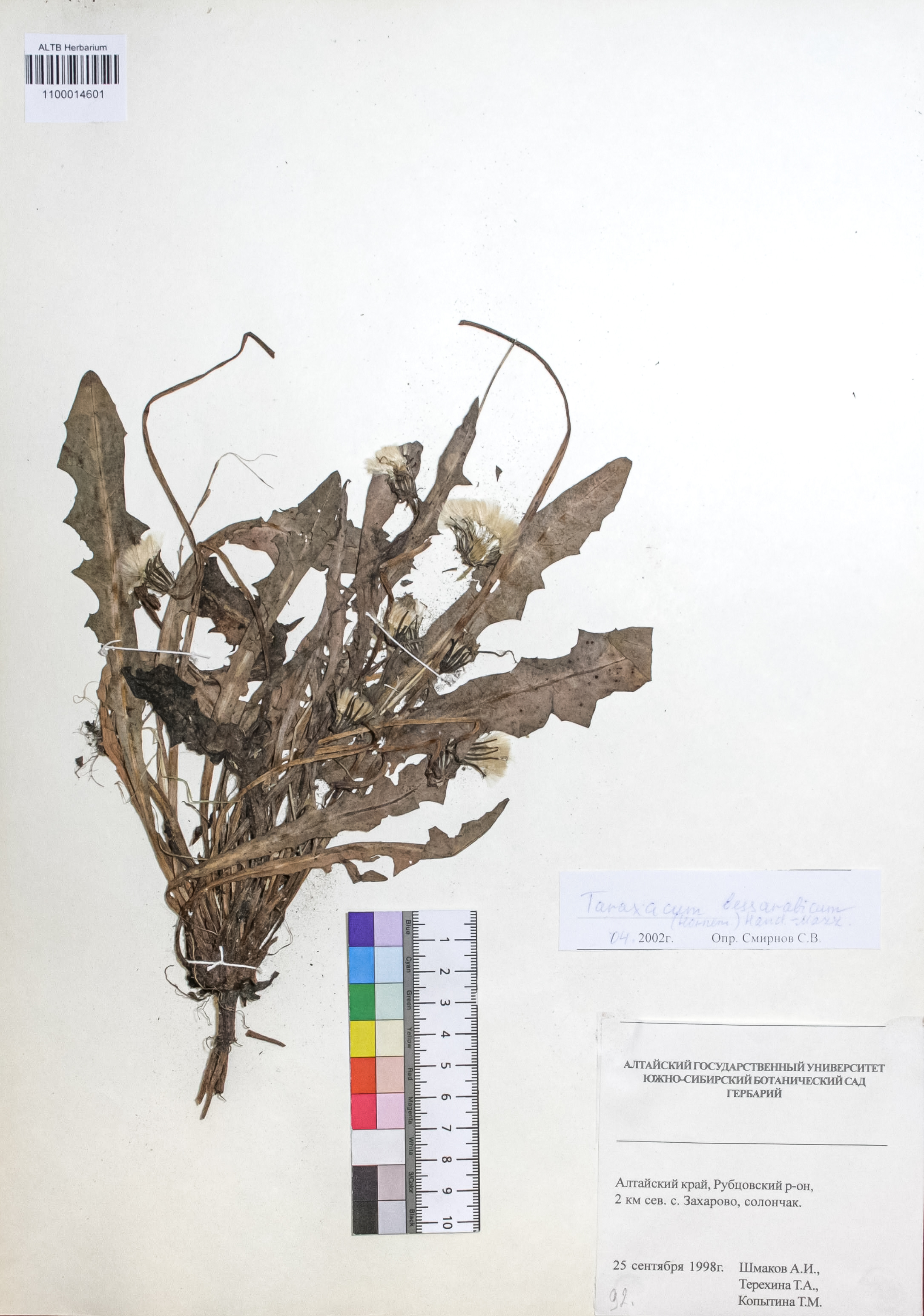 Taraxacum bessarabicum (Hornem.) Hand.-Mazz.