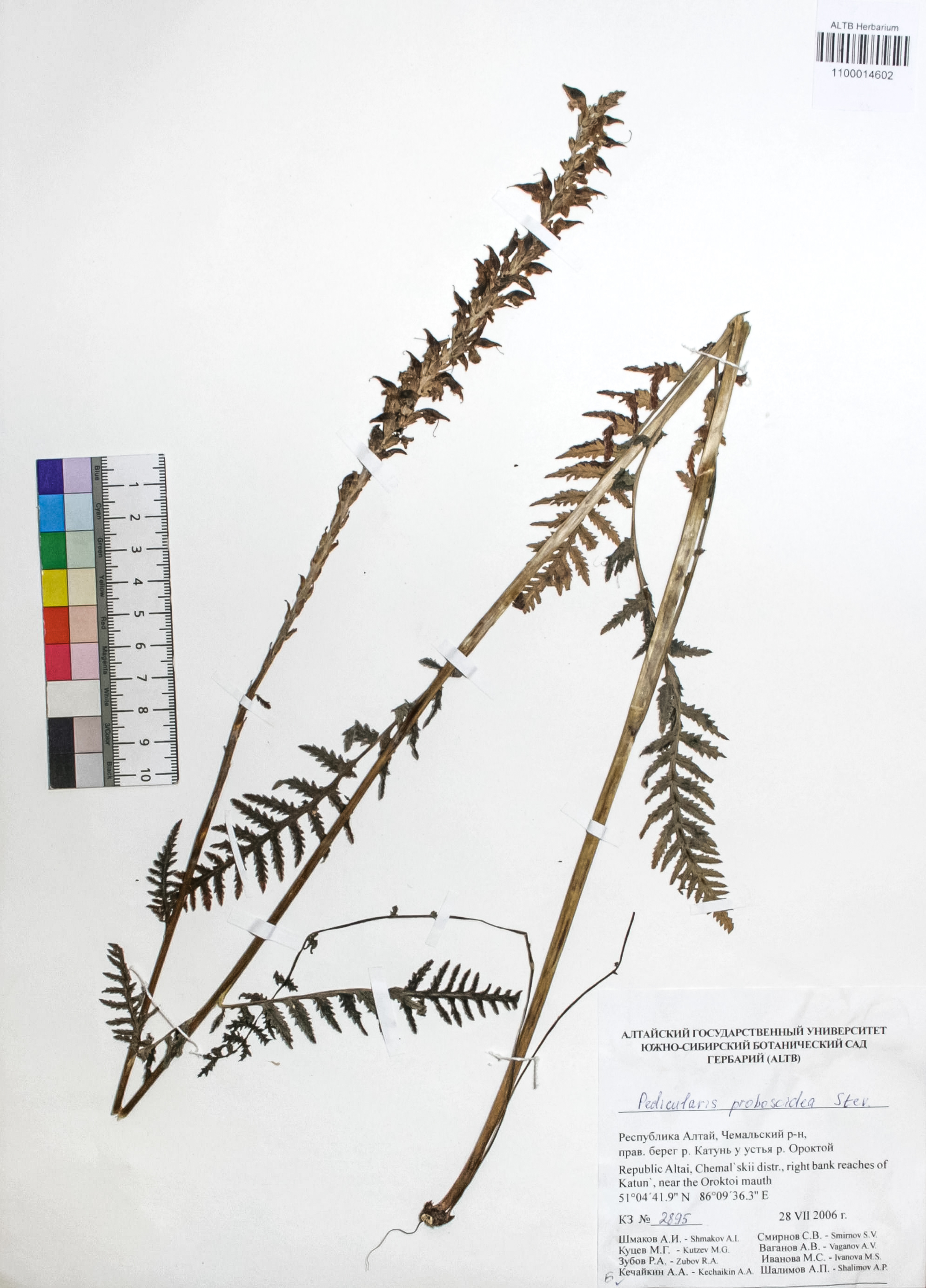 Pedicularis proboscidea Steven