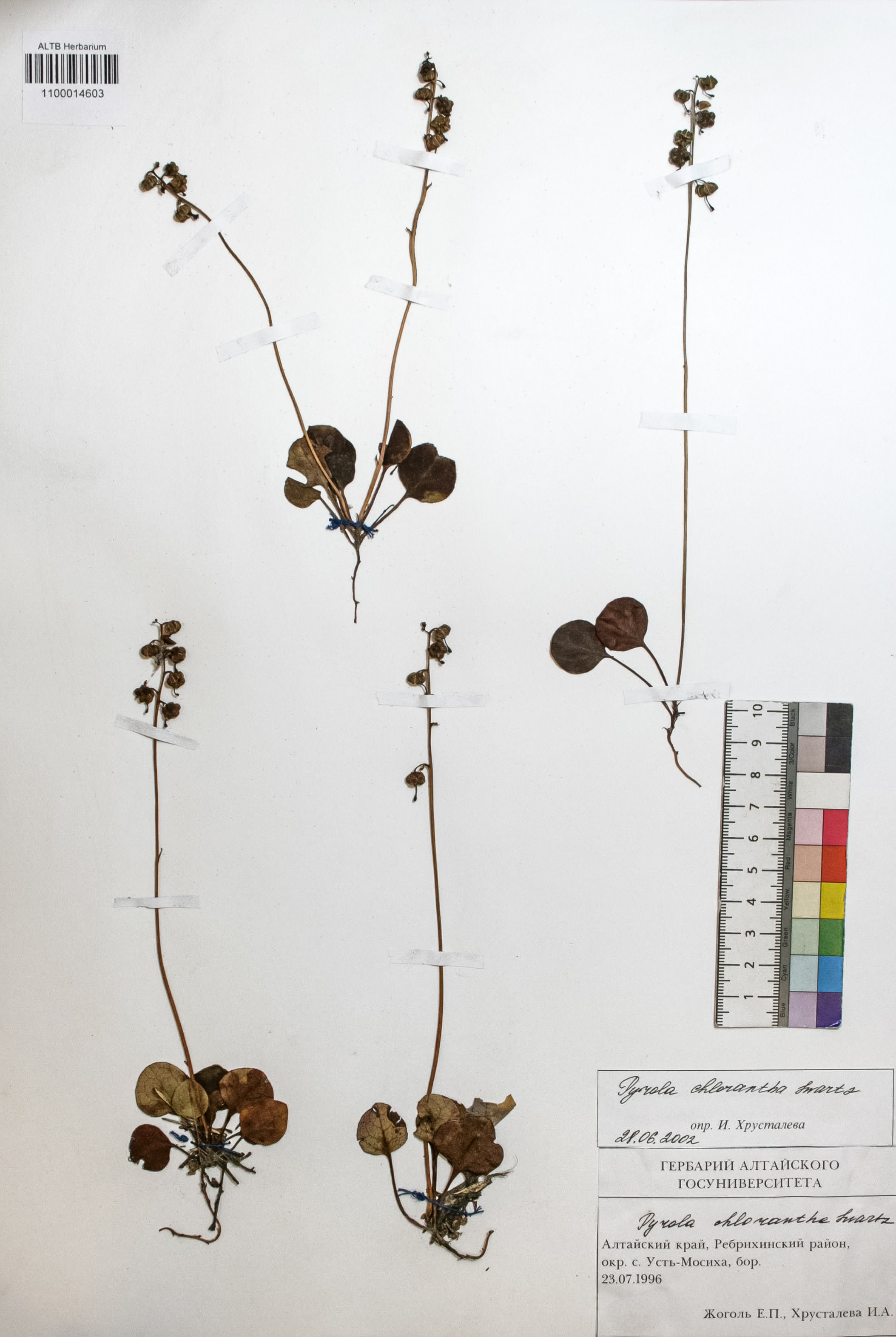 Pyrola chlorantha Swartz