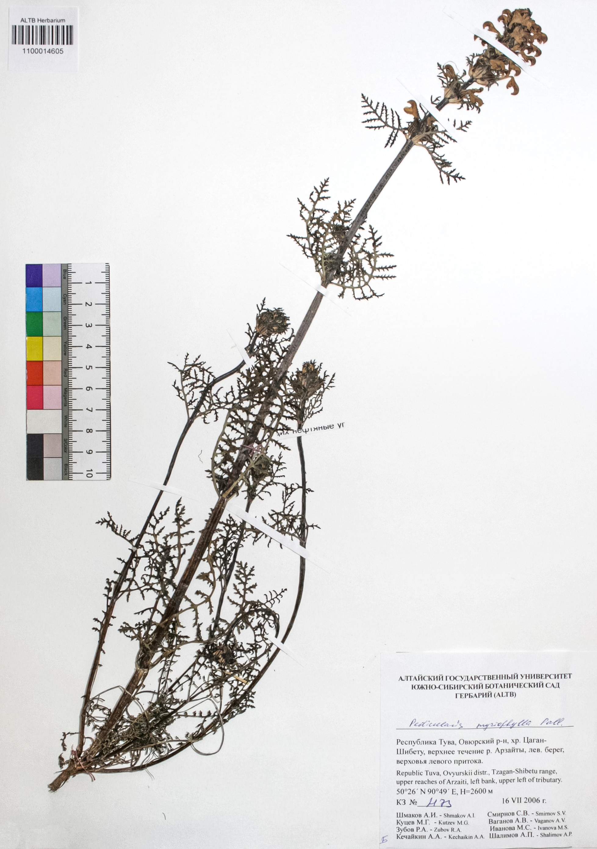 Pedicularis myriophylla Pall.