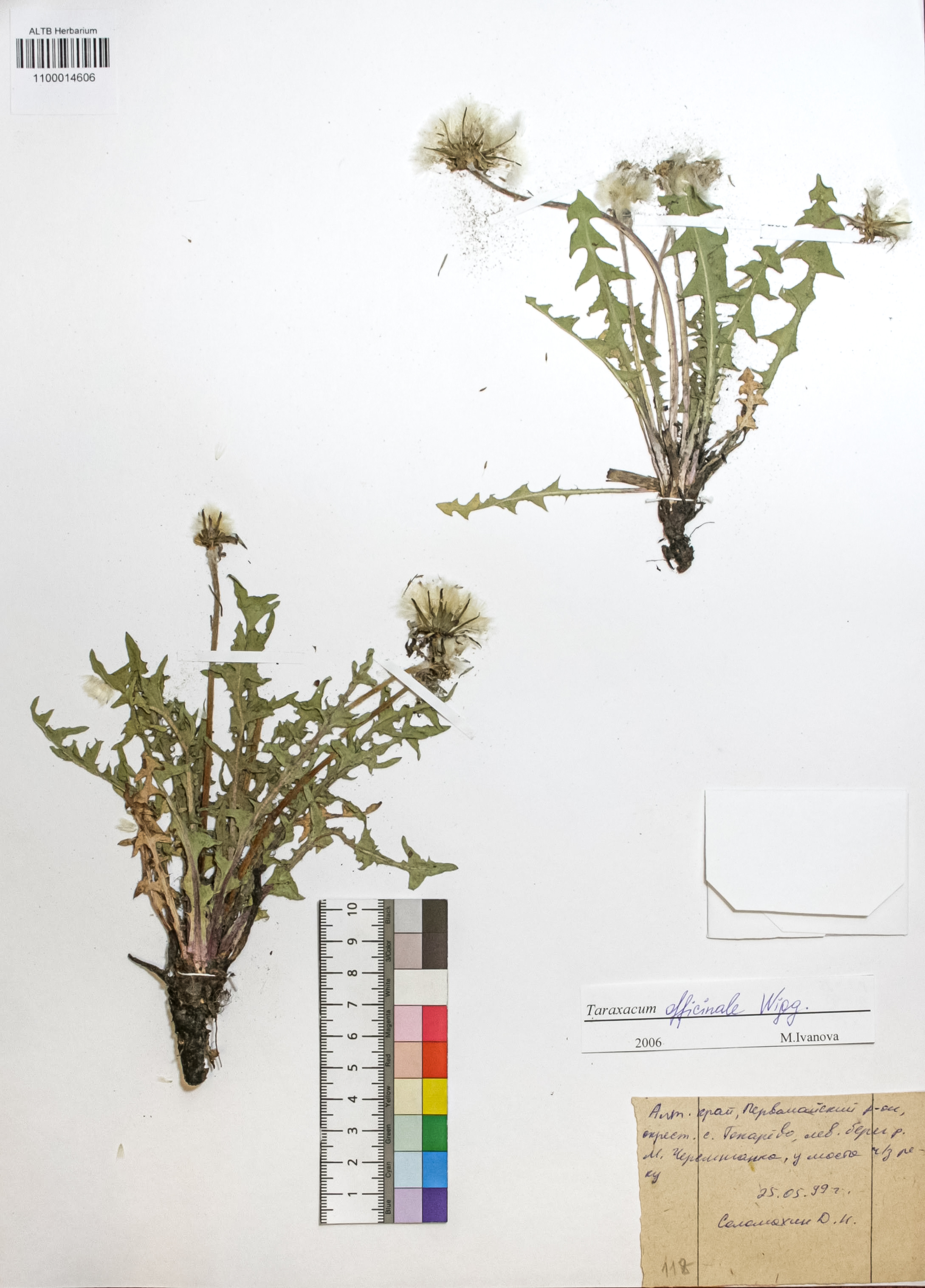 Taraxacum officinale Wigg.