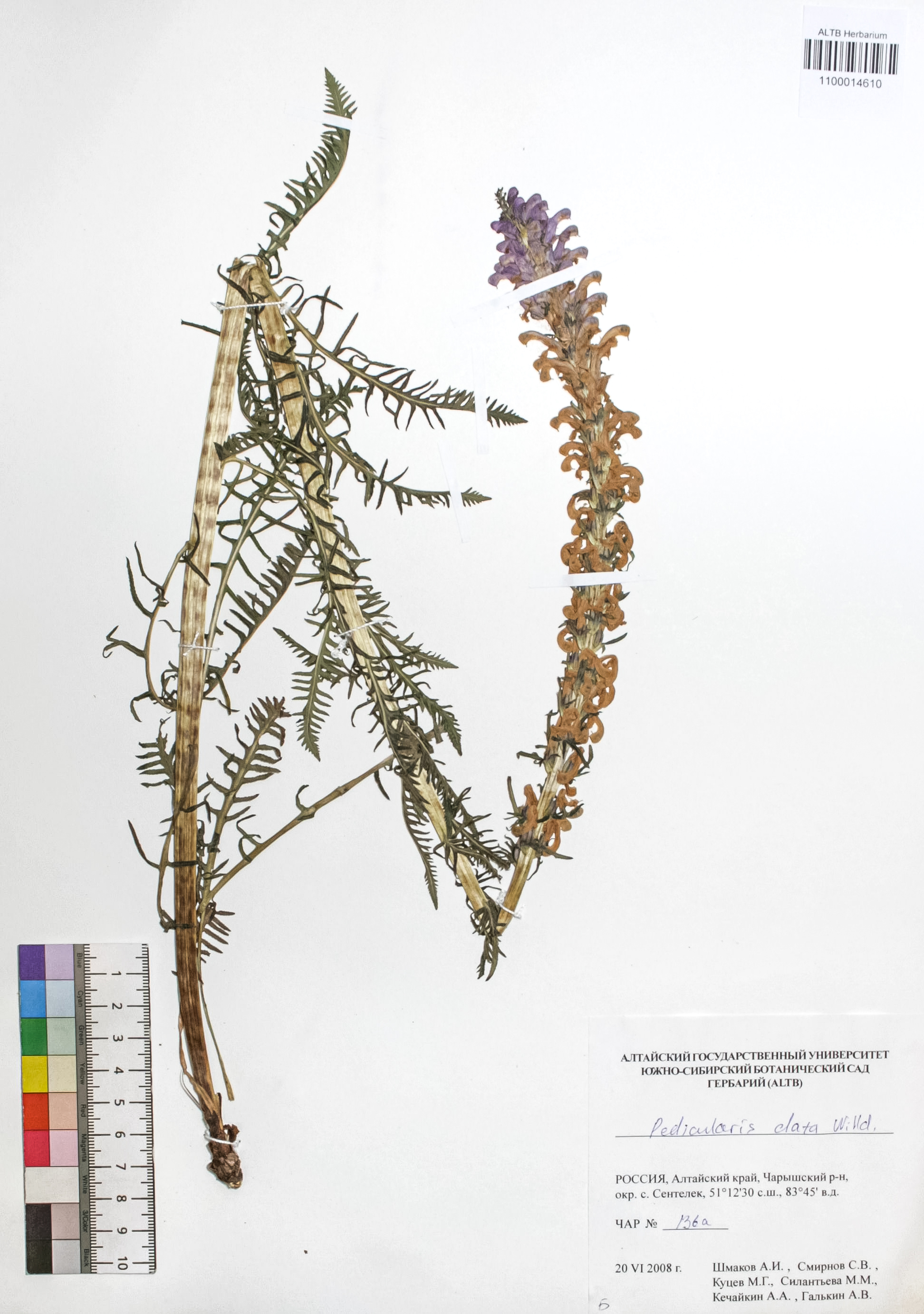 Pedicularis elata Willd